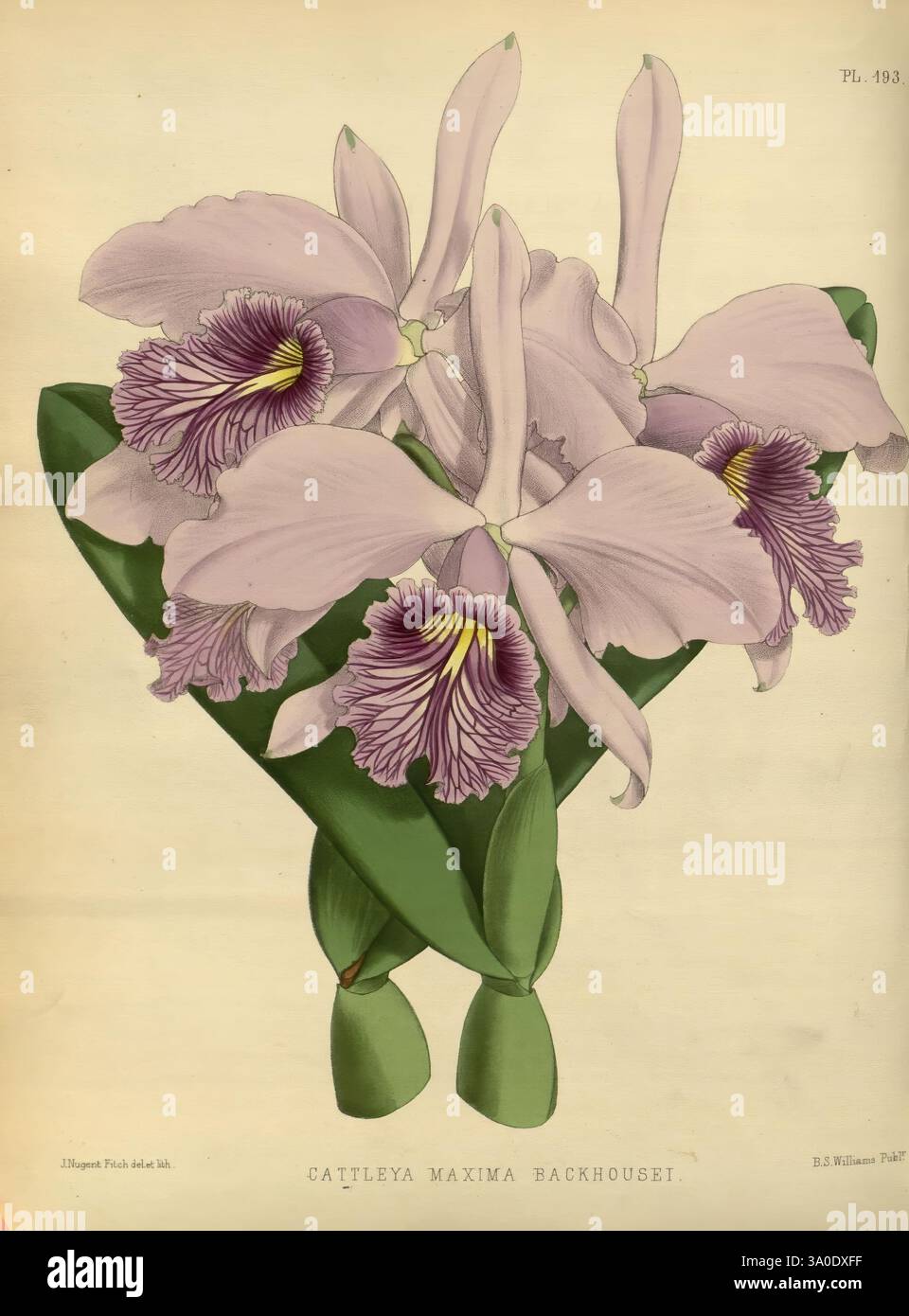 Orchid Album, London, B. S. Williams, 1882-97, Orchidaceae, Zeitschriften, Bildwerke, Eine atemberaubende botanische Illustration von Cattleya maxima Backhousei, die ein Arrangement von aufwendig detaillierten, großen, blassvioletten Blumen zeigt. Jede Blüte hat zarte Fransenkanten mit tiefvioletten Markierungen in der Mitte, die zu ihrem auffälligen Aussehen beitragen. Die üppigen, grünen Blätter schmiegen die Blumen elegant und unterstreichen ihre leuchtenden Farben. Diese Illustration zeigt die komplizierte Schönheit und die Feinheiten der Gattung Cattleya, bekannt für ihr exotisches Aussehen und ihren fesselnden Charme im Wo Stockfoto
