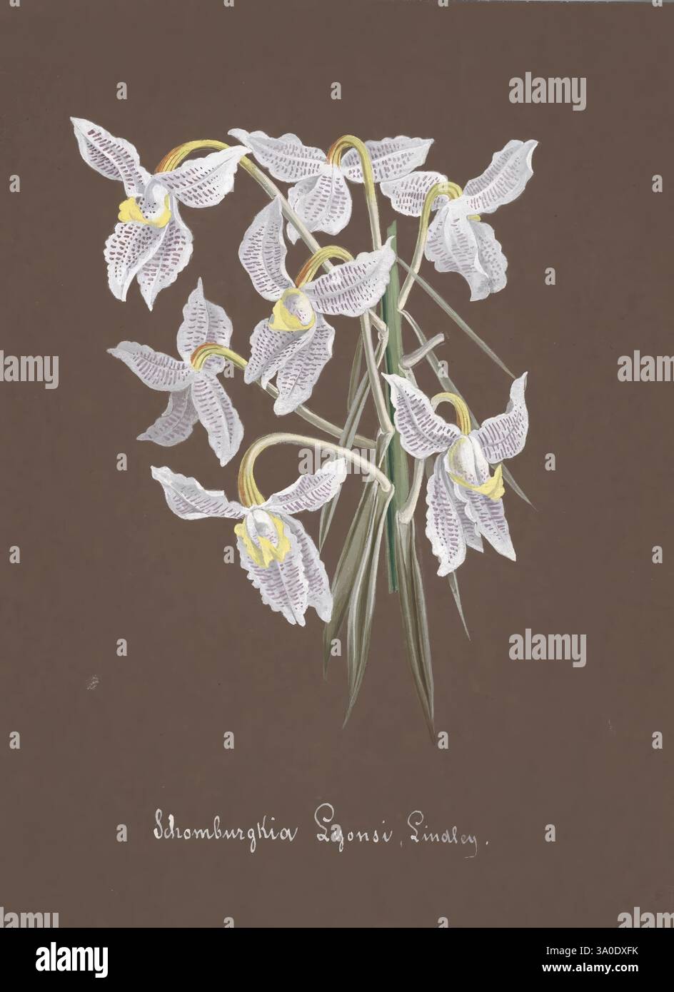 Collection d'orchidées, orchidaceae, botanische Illustration, Bildwerke, orchidaceae in der Kunst, eine atemberaubende Illustration mit einer Gruppe von zarten Orchideen, die sich durch ihre komplizierten Muster und eleganten Blütenblätter auszeichnen. Die Blüten sind überwiegend weiß mit subtilen gelben Anklängen in der Mitte, die komplizierte Spitzendetails zeigen. Die Komposition steht vor einem satten braunen Hintergrund, der die Schönheit der Blumen unterstreicht. Unter dem lebendigen Display ist der Name „Sclombungia Lyoni“ elegant geschrieben und verleiht diesem botanischen Kunstwerk einen Hauch von Raffinesse. Die anmutige Cur Stockfoto