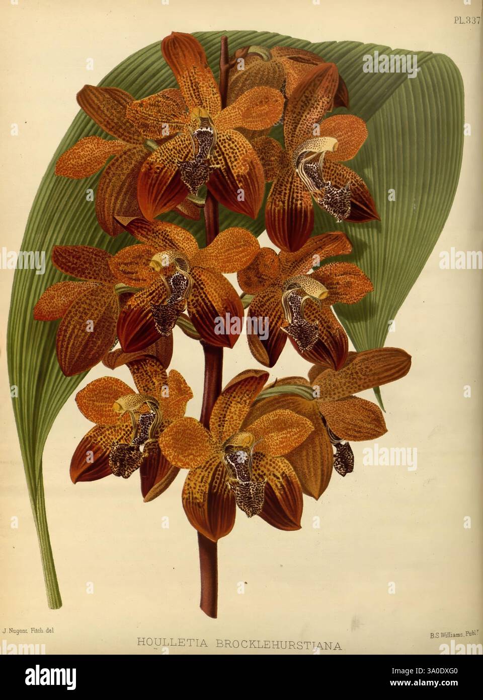Orchid Album, London, B.S. Williams, 1882-97, Orchidaceae, Zeitschriften, Bildwerke., diese Illustration zeigt ein auffälliges Arrangement der Brocklehurstiana-Orchidee Houlletia, die sich durch ihre aufwendig gemusterten braunen und orangen Blüten auszeichnet, die zarte Flecken und einzigartige Formen aufweisen, die zu ihrem exotischen Aussehen beitragen. Die Blütengruppe wird durch ein großes, strukturiertes Blatt ergänzt, das eine üppige Kulisse bietet, die die lebendigen Details der Blumen hervorhebt. Die Gesamtkomposition fängt die Schönheit und Komplexität dieses botanischen Exemplars ein und betont seinen Ornamen Stockfoto