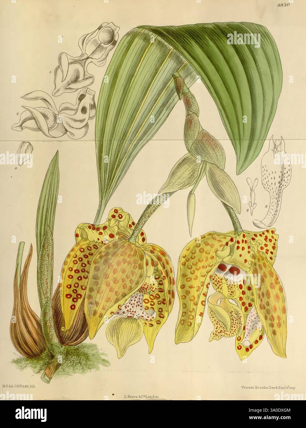 Curtis's Botanical Magazine London, New York Botanical Illustration Botanical Periodicals Pictorial Works Plants Ornamental Curtis Stanhopea Costaricensis Taxonomie: Familie = Orchidaceae Costa Rica Matilda Smith Frauen in Wissenschaft Matilda Smith zeigt diese Illustration eine lebendige Orchideenart, die sich durch ihre einzigartigen gefleckten gelben und roten Blütenblätter auszeichnet, die sich elegant nach außen winden. Die Blumen sind in voller Blüte dargestellt und zeigen ihre komplizierten Muster und Formen. Oben zeigen Skizzen die verschiedenen Phasen der Entwicklung der Blume, einschließlich einer Seitenansicht und einer Nahaufnahme der komplizierten Struktur Stockfoto
