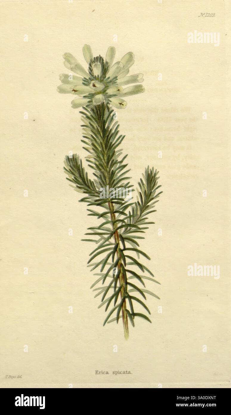 Das Botanische Kabinett, London, John, &, Arthur, Arch, 1817-1833, Eine botanische Illustration der Erica spicata, die ihre zarten weißen Blüten zeigt, die in einer gruppierten Form auf langen, schlanken grünen Stängeln angeordnet sind. Die Abbildung betont die nadelförmigen Blätter der Pflanze, die spiralförmig um den Stamm angeordnet sind. Jede Blüte weist unterschiedliche Blütenblätter auf, die die Schönheit der Pflanze insgesamt verbessern. Unter der Abbildung ist der Name „Erica spicata“ elegant dargestellt, was eine klare Darstellung der dargestellten Arten ermöglicht. Der Hintergrund bleibt subtil, um sicherzustellen, dass der Fokus ist Stockfoto