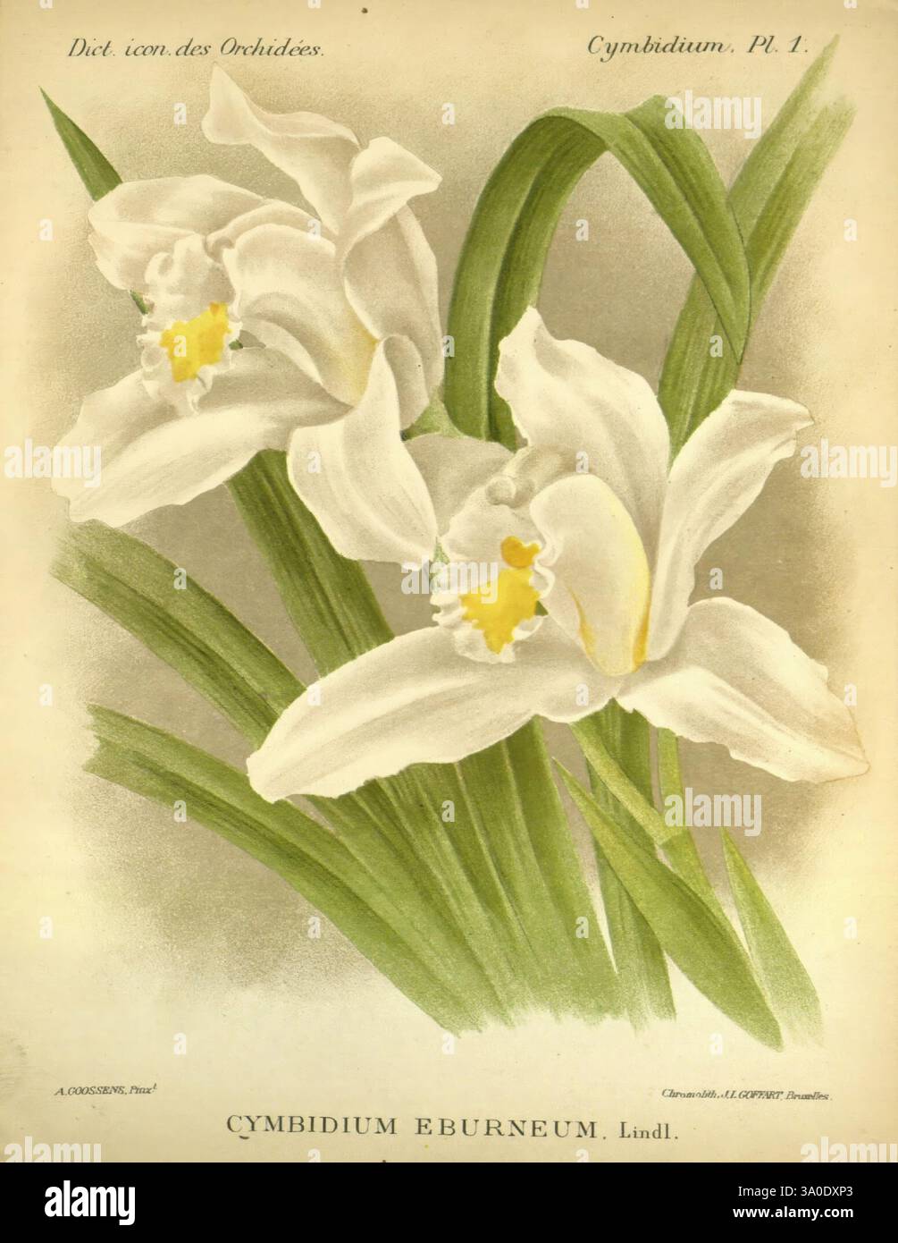 Dictionnaire iconographique des orchidees, 1896-1907, Botanik, Orchidaceae, Bildwerke, Cymbidium, Indien, Myanmar, China, Nepal, Vietnam, Bhutan, Alphonse Goossens, Orchideen, Blumen, Cymbidium eburneum, Bootsorchidee, Eine zarte Illustration zeigt die Cymbidium eburneum-Orchidee mit eleganten, elfenbeinfarbenen Blüten mit sanften gelben Akzenten in der Mitte. Die Blüten sind anmutig von üppig grünen Blättern umgeben, die ihre natürliche Schönheit betonen. Diese Illustration, Teil einer botanischen Sammlung, zeigt die komplizierten Details der Orchideenblätter und die fließenden Linien des Laubs. Stockfoto