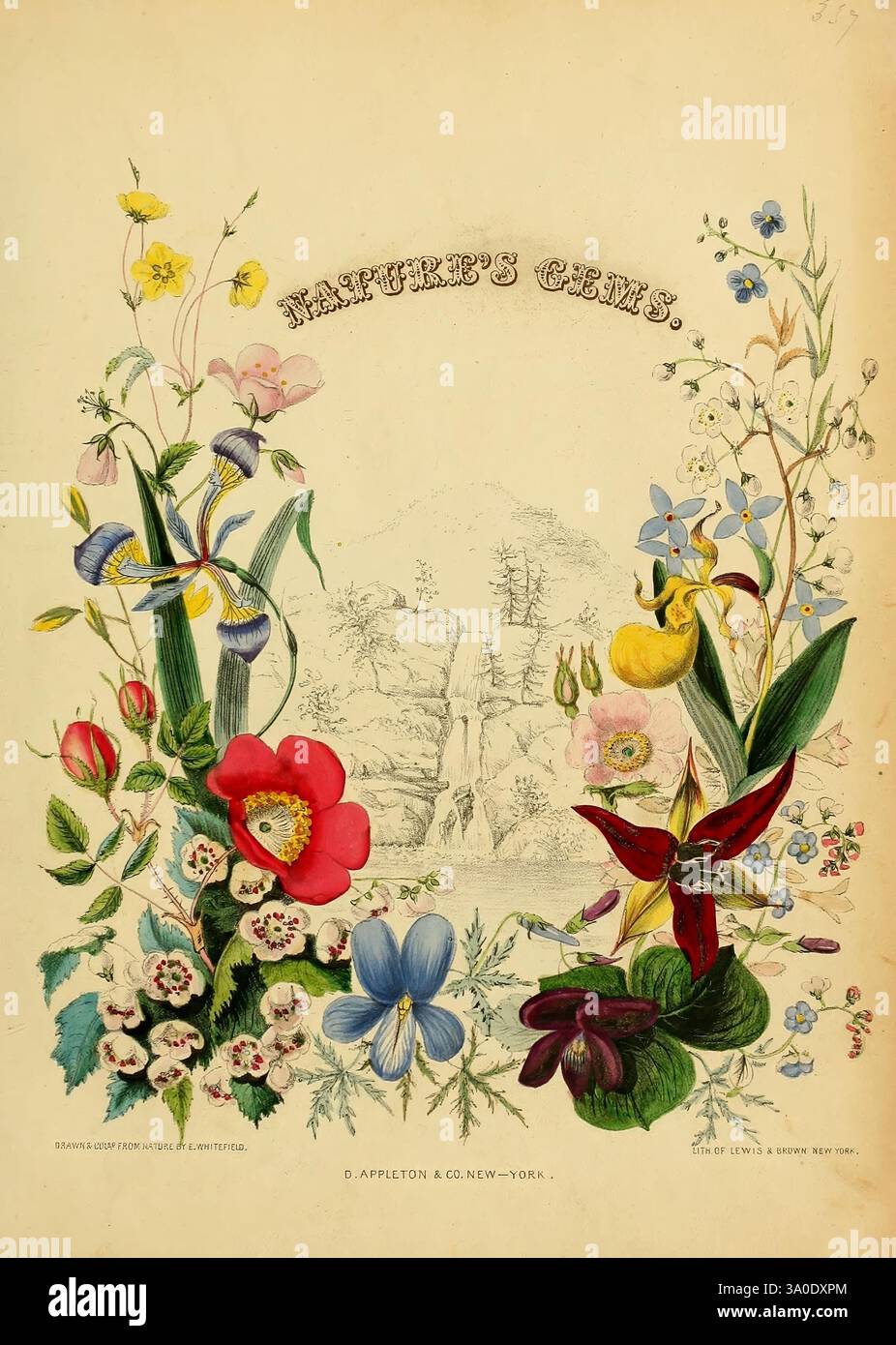 Amerikanisch, wild, Blumen, in, ihre, Einheimische, Haunts, G.S. Appleton, Blumen, USA, Blumen, in der Literatur, ein kompliziertes Arrangement verschiedener Blumen umrahmt den Titel "NATURSTEINE". Die Komposition bietet eine Vielzahl botanischer Illustrationen, die lebendige Blüten und üppiges Laub zeigen. Zarte Details unterstreichen die charakteristischen Merkmale jeder Blume, von den eleganten Kurven der Iris bis hin zu den lebhaften Farben von Orchideen und Gänseblümchen. Der Hintergrund präsentiert eine ruhige Landschaft, die der natürlichen Schönheit, die durch das Kunstwerk vermittelt wird, Tiefe und Kontext verleiht. Die ganze Szene erinnert an Stockfoto