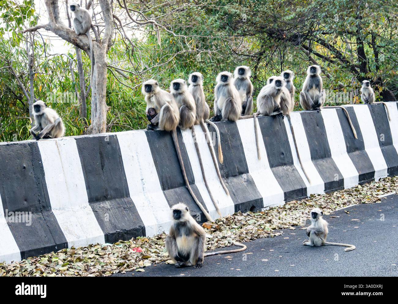 Eine Truppe von Bengalen Heiligen languren (Semnopithecus entellus), die auf dem Bordstein einer Autobahn sitzt. Rajasthan, Indien. Stockfoto