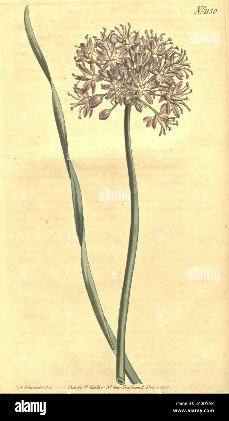Curtis's Botanical Magazine, London, New York, botanische Illustration, Botanik, Zeitschriften, Bildwerke, Zierpflanzen, Curtis, Allium senescens, Taxonomie: Family= Amaryllidaceae, Europe, Eine detaillierte Darstellung einer blühenden Pflanze mit einem hohen, schlanken Stamm, der eine abgerundete Gruppe von zarten Blüten trägt. Jede Blüte ist sternförmig mit mehreren langen Blütenblättern, die einen Farbverlauf aus weichem Lila und weiß zeigen. Die Blätter sind lang, schmal und anmutig gewölbt, was die gesamte Eleganz der Pflanze unterstreicht. Die Zusammensetzung enthält ein Etikett am unteren Rand, das die ID angibt Stockfoto