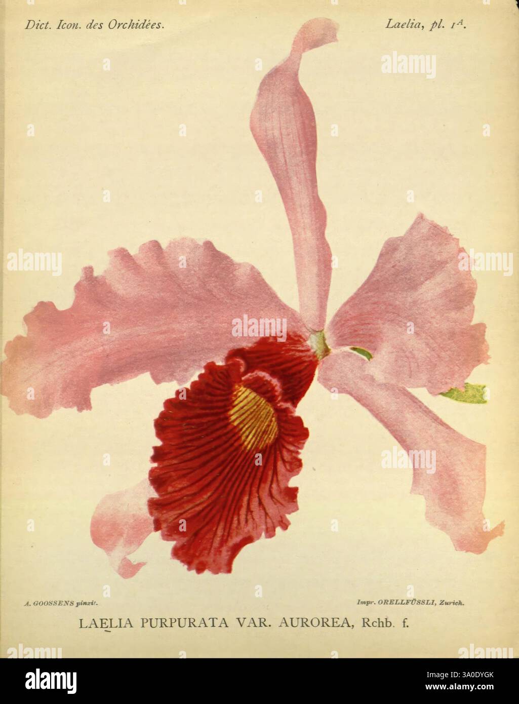 Dictionnaire iconographique des orchidees, 1896-1907, Botanik, Orchidaceae, Bildwerke, Alfred Cogniaux, Alphonse Goossens, Orchideen, Blumen, Laelia purpurata var aurorea, Cattleya purpurata, dieses Kunstwerk zeigt eine atemberaubende Illustration der Laelia purpurpurata var. Aureorea-Orchidee mit ihren komplizierten Blütenblättern und ihrer einzigartigen Färbung. Die breiten, leuchtend rosafarbenen Blütenblätter erstrecken sich anmutig nach außen, während die tiefe Karmesinlippe mit markanten gelben und weißen Streifen verziert ist, die das Auge ziehen. Die zarte Struktur der Orchidee unterstreicht die Schönheit ihrer natürlichen Form, mit Eleganz Stockfoto