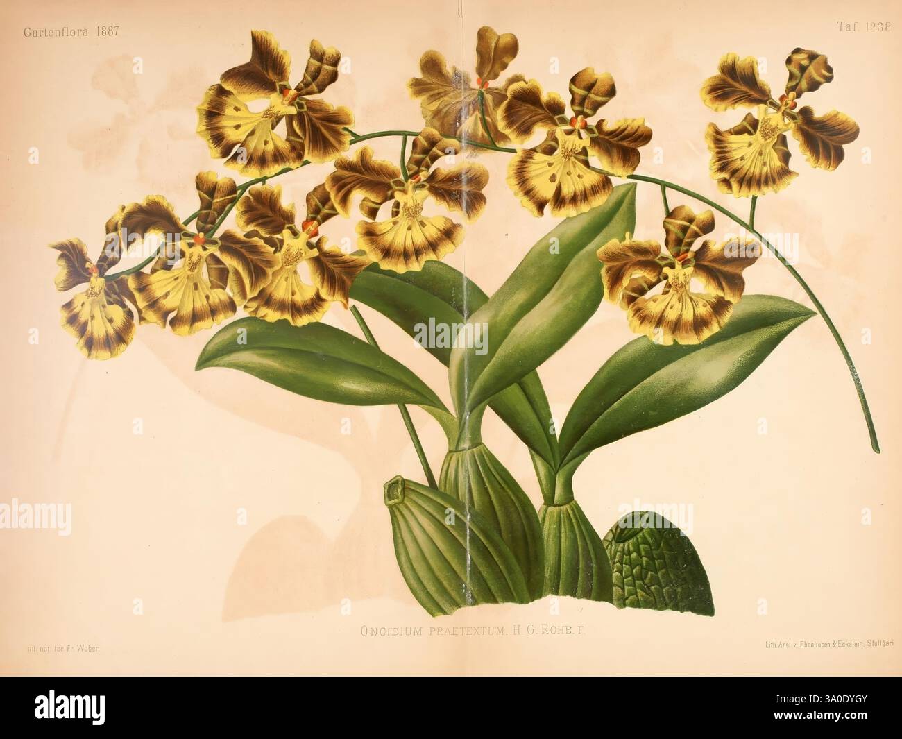 Gartenflora, Erlangen, Verlag von Ferdinand Enke, 1852-1940, Botanik, Zeitschriften, Eine schöne Illustration einer Gruppe von leuchtend gelben Orchideen, die sich durch ihre komplizierten, gefleckten Blütenblätter und einzigartigen Formen auszeichnen. Die Blumen sind mit zarten Details dargestellt, die die natürlichen Kurven und Texturen jedes Blütenblattes zeigen. Die Orchideen werden auf einem kräftigen grünen Stiel durch üppige, breite Blätter ergänzt, die die Komposition verankern. Dieses botanische Kunstwerk unterstreicht die Eleganz und Komplexität der Natur und lädt zur Bewunderung der komplexen Schönheit dieser Blumen ein. Das Stück strahlt ein Gefühl von h aus Stockfoto