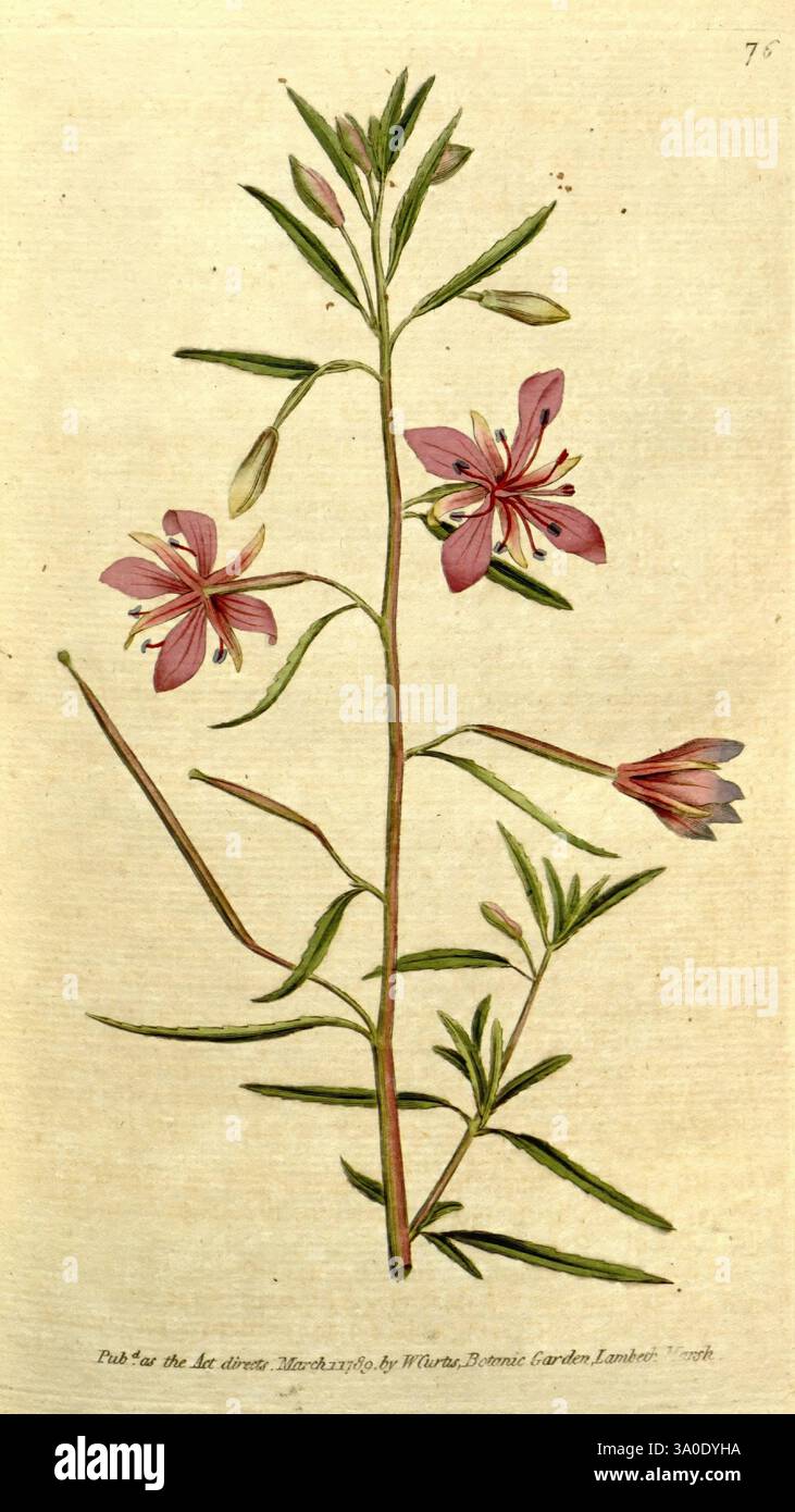 Das botanische Magazin, oder Blumengarten ausgestellt, 1790-1800, Botanik, Zeitschriften, Bildwerke, James Sowerby, William Curtis, Flowers, Epilobium angustissimum, Epilobium dodonaei, alpine Weidenweide, William Curtis, Schweiz, Eine zart illustrierte Blütenpflanze mit schlanken grünen Stielen und hellrosa Blüten. Jede Blüte hat überlappende Blütenblätter, die nach außen strahlen und subtile Variationen in Farbton und Textur zeigen. Die Blätter sind gestreckt und schmal, abwechselnd entlang des Stiels angeordnet, was die gesamte Eleganz der Komposition unterstreicht. Unter der Abbildung ist das na Stockfoto