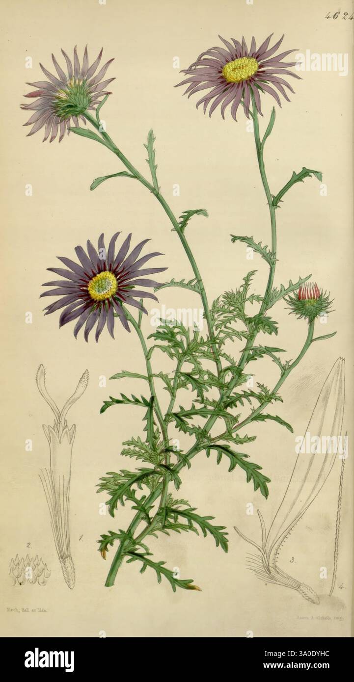 Curtis's Botanical Magazine London New York etc. Botanische Illustration Botanik Zeitschriften Bildwerke Pflanzen ornamental Curtis, die Illustration zeigt eine zarte Darstellung einer blühenden Pflanze, die lebendige Blüten mit langen Blüten in lila und gelb in ihren Mitte zeigt. Die schlanken, belaubten Stämme der Pflanze ragen anmutig auf, verziert mit filigranen, fein geformten Blättern. Die Hauptblüten umgeben kleinere Knospen, die auf das Potenzial für neues Wachstum hinweisen. Zur wichtigsten botanischen Darstellung sind unten detaillierte Skizzen angebracht, die die Anatomie der Blume veranschaulichen. Stockfoto