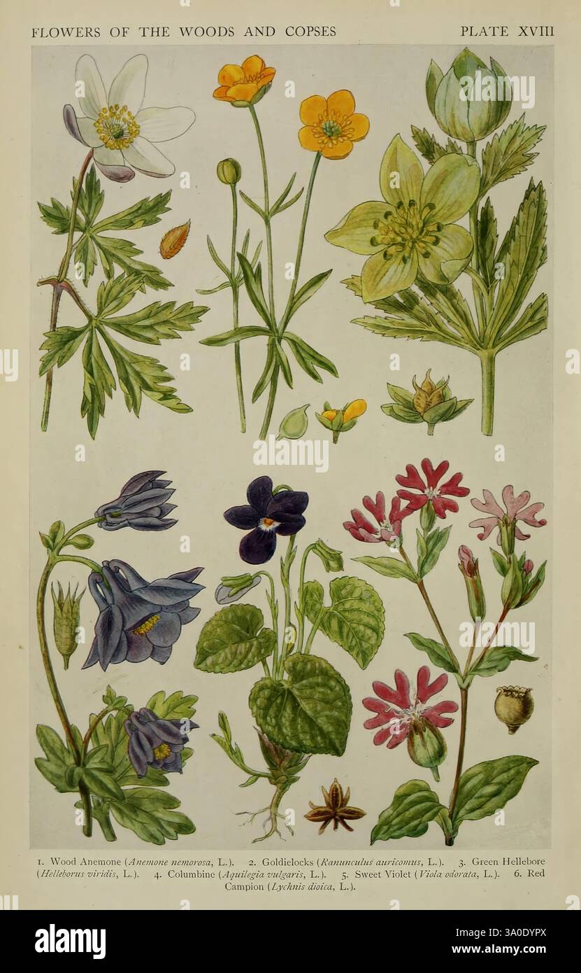Eine neue britische Flora, London, Gresham Pub. Co, 1919, Floras, Großbritannien, Pflanzen, Wildblumen, Holzanemone, goldlöckchen, grüner hellebarren, kolumbine, Süße Violett, rote campion, Anemone nemorosa, Ranunkulus auricomus, helleborus viridis, Aquilegia vulgaris, Viola odorata, lychnis dioica, die Illustration zeigt eine Vielzahl von Wildblumen, die häufig in bewaldeten Gebieten und in bewaldeten Umgebungen zu finden sind. Von oben nach unten sind die Pflanzen beschriftet und umfassen: 1. Holzanemone (Anemone nemorosa) - gekennzeichnet durch zarte, weiße Blüten. 2. Goldilocks Buttercup (Ranunkulus auricomus) - mit hellgelblichem Gelb Stockfoto