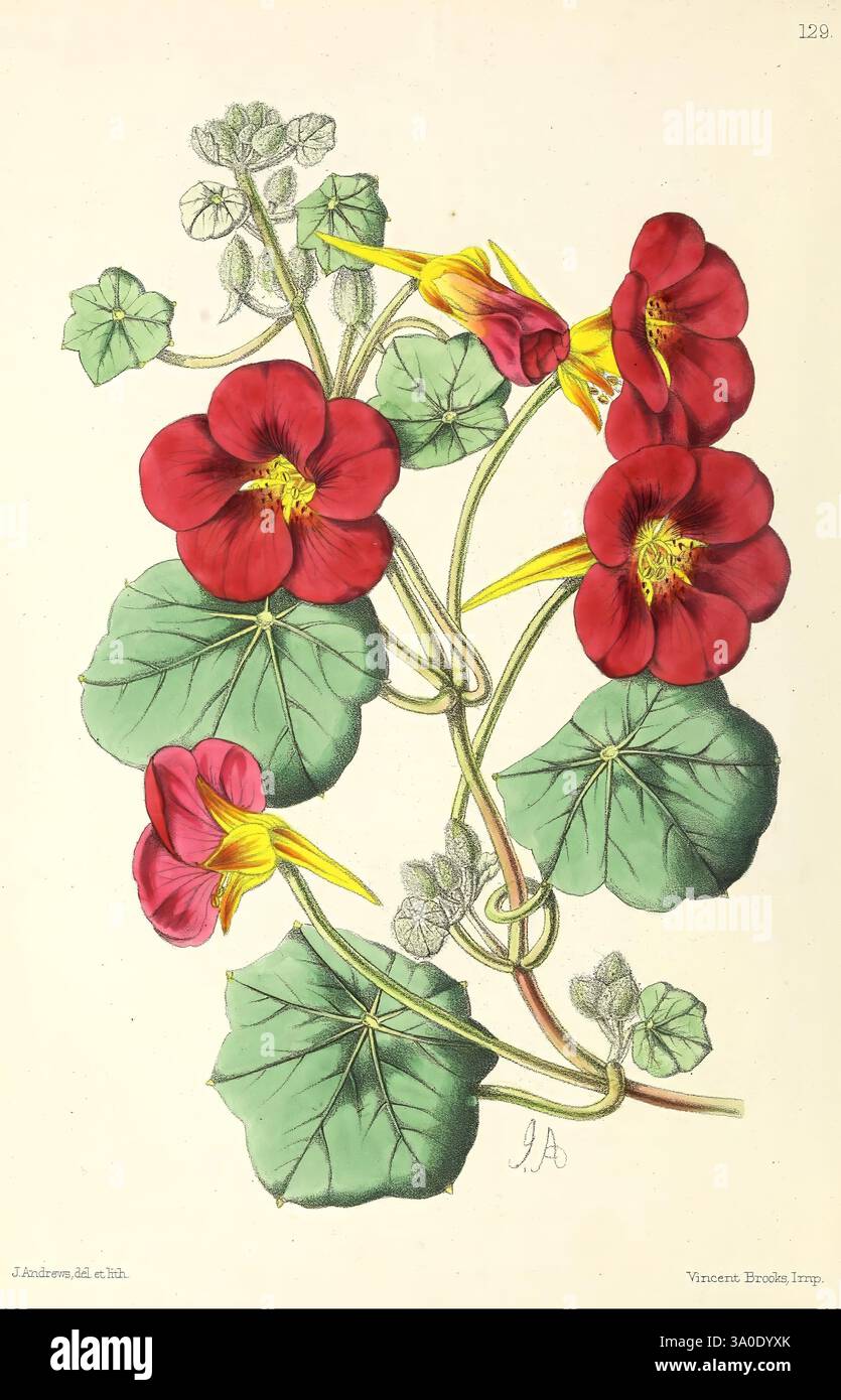 Das Blumenmagazin London, L. Reeve & Co, Blumengärtnerei, Blumen, Zeitschriften, Bildwerke, eine lebendige Illustration mit Haufen roter Kapuzinerkresse mit jeweils fünf abgerundeten Blütenblättern, die von einem zentralen Kern ausstrahlen. Die Blüten sind von üppigen, grünen Blättern umgeben, die sich durch ihre charakteristischen abgerundeten Formen und markanten Adern auszeichnen. Zarte Ranken durchziehen sich und unterstreichen die natürliche Eleganz des Arrangements. Diese botanische Kunst fängt die lebendige Essenz dieser Lieblingsgartenarten ein und zeigt sowohl ihre Schönheit als auch die komplizierten Details ihrer Struktur. Das Stück Stockfoto