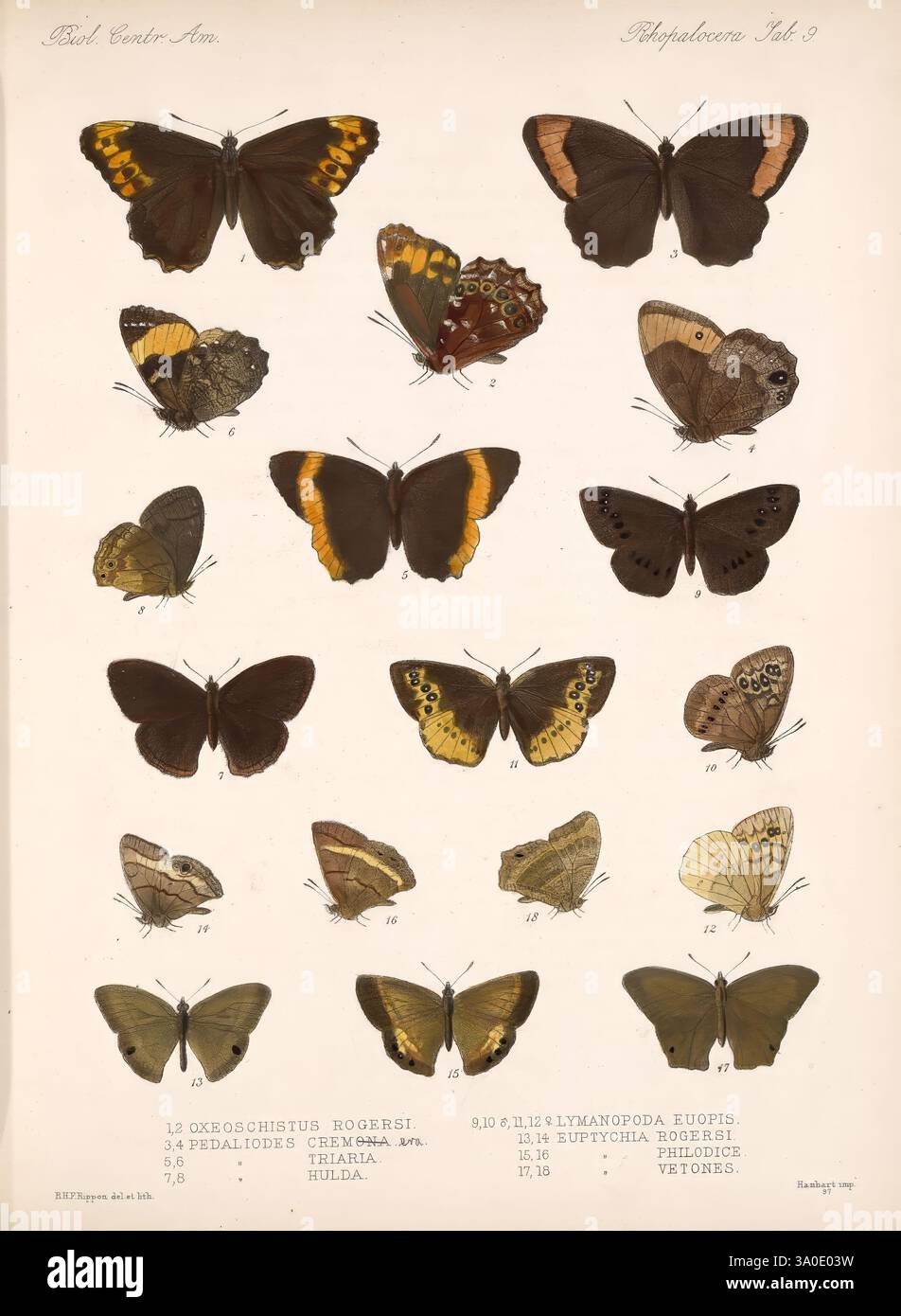 Biologia Centrali-Americana, London, 1879-1915. Archäologie, Botanik, Zentralamerika, Beschreibung und Reisen, wissenschaftliche Expeditionen, Zoologie, faszinierende Vielfalt, diese Kollektion bietet eine Reihe von wunderschön detaillierten Schmetterlingsillustrationen, die verschiedene Arten mit komplizierten Flügelmustern und leuchtenden Farben zeigen. Die Schmetterlinge sind in einem Rasterformat angeordnet, kategorisiert nach ihren jeweiligen Namen und Merkmalen. Von den auffälligen Augenflecken bis hin zu den empfindlichen Texturen ihrer Flügel zeigt jedes Exemplar einzigartige Merkmale, die die Vielfalt der Lepidopterenarten hervorheben. Der Scient Stockfoto
