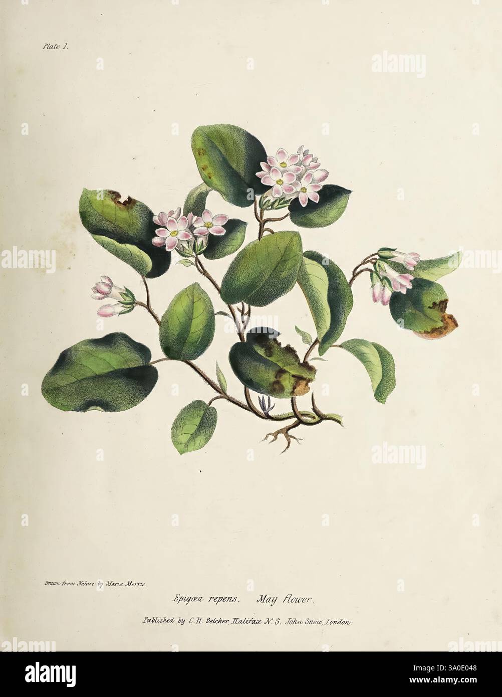 Wild Flowers of Nova Scotia Halifax, N.S. veröffentlicht von C.H. Belcher and J. Snow, London 1840-1853 1840 Botany CanImp Nova Scotia Wildflowers Maria E. Miller Maria Morris Miller 4 Women in Science Nova Scotia, Eine botanische Illustration mit den Epigaea repens, allgemein bekannt als Mayflower. Diese zarte Pflanze ist mit sattgrünen Blättern und kleinen, rosa-weißen Blüten dargestellt, die an der Spitze der Zweige blühen. Die Komposition hebt die komplizierten Details der Blätter und Blüten hervor und zeigt ihre natürliche Schönheit. Unter der Abbildung ist der Name der Art ele Stockfoto