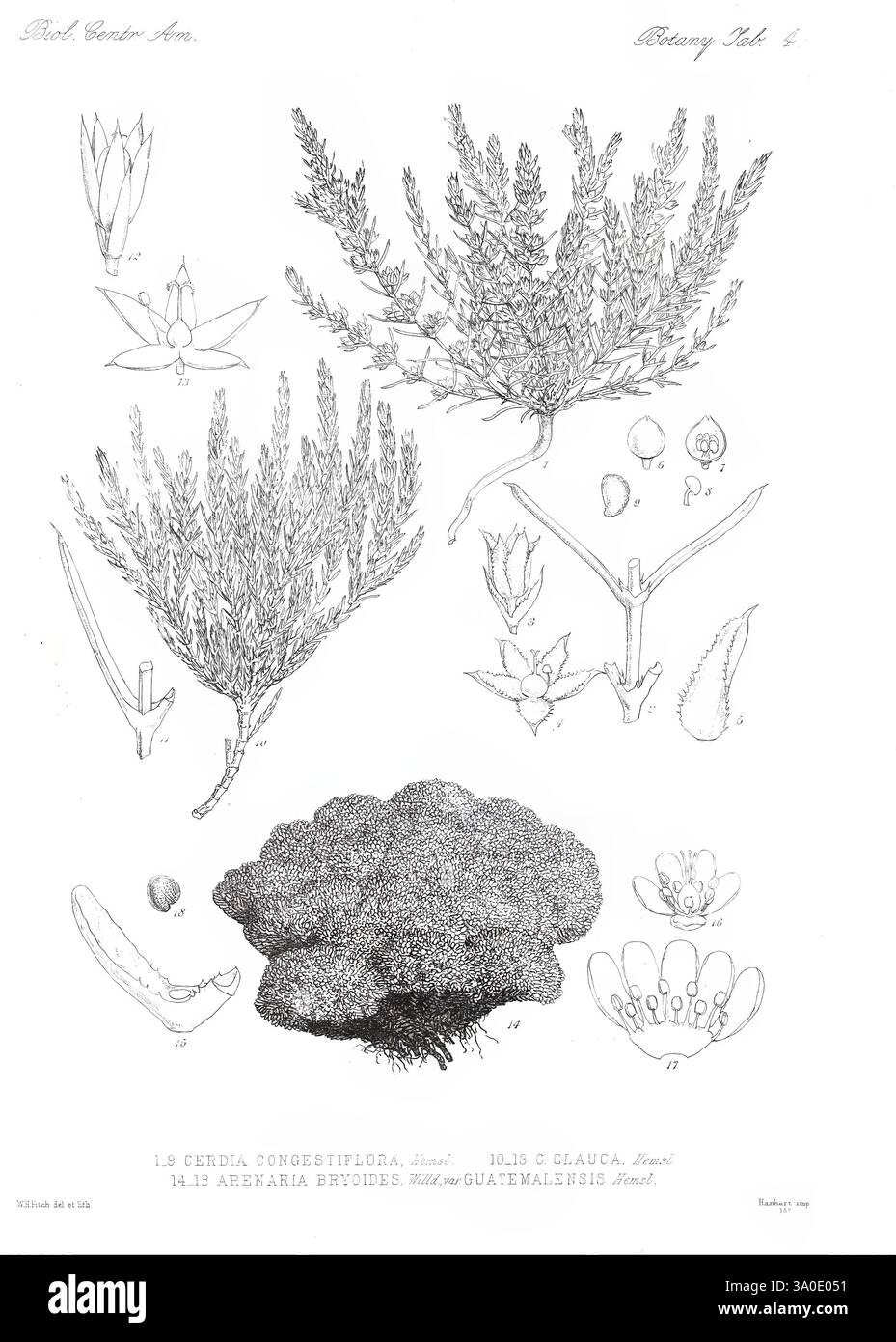 Biologia Centrali-Americana London, 1879-1915, Archäologie, Botanik, Zentralamerika, Beschreibung und Reise, wissenschaftliche Expeditionen, Zoologie, Pflanze, diese Illustration zeigt eine detaillierte botanische Studie, die verschiedene Stadien und Aspekte der Pflanzenart zeigt. Auf der linken Seite sind mehrere Äste der Pflanze dargestellt, von denen jeder mit kleinen Blüten und Laub geschmückt ist. Die komplizierten Details heben die Anordnung der Blätter hervor und zeigen ihre Textur und Struktur. Auf der rechten Seite ist eine größere Darstellung des Wurzelsystems und der unterirdischen Struktur der Pflanze dargestellt, die ihr g betont Stockfoto