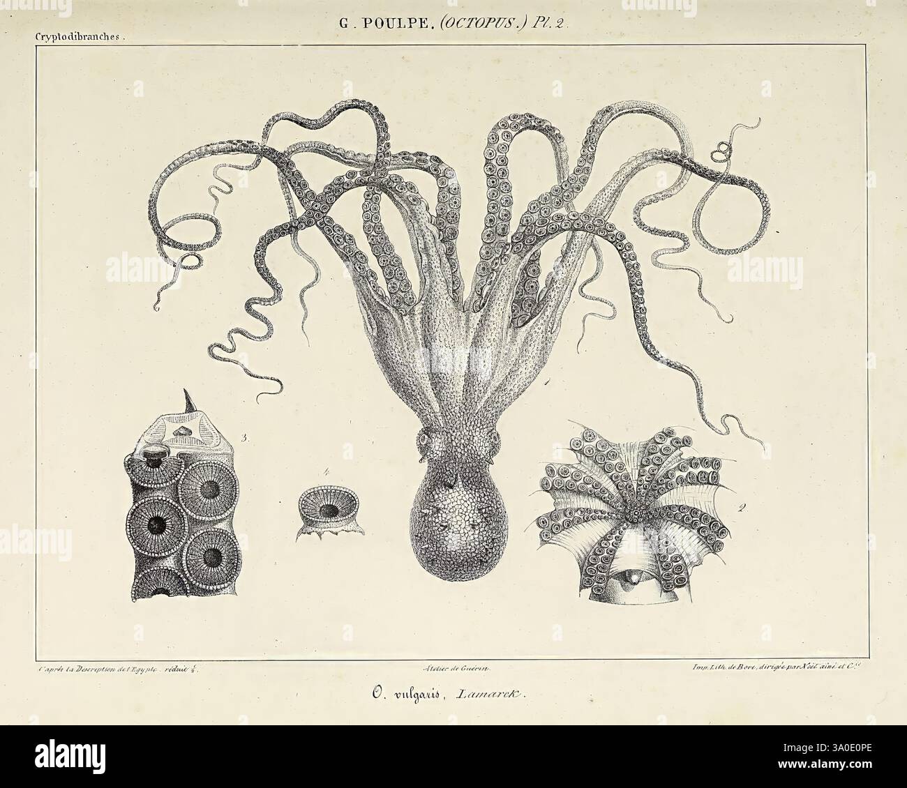 Histoire naturelle, générale et particulière des céphalopodes acétabulifères vivants, et Fossiles, Paris, impr. De A. Lacour, 1835–1848, Kopffüßer, Fossil, die Illustration zeigt einen Kraken, der in der Mitte sichtbar ist und seine langen Tentakeln und seinen markanten bauchigen Kopf zeigt. Um den Oktopus herum befinden sich detaillierte Bilder verschiedener Kopffüßer, darunter ein nautilus mit seiner spiralförmigen Schale und komplizierten Mustern sowie eine kleinere Muschel mit einer einzigartigen Schalenstruktur. Jeder Organismus wird akribisch gerendert, wobei die zarten Strukturen und Formen seiner Körper und Schalen hervorgehoben werden. Stockfoto