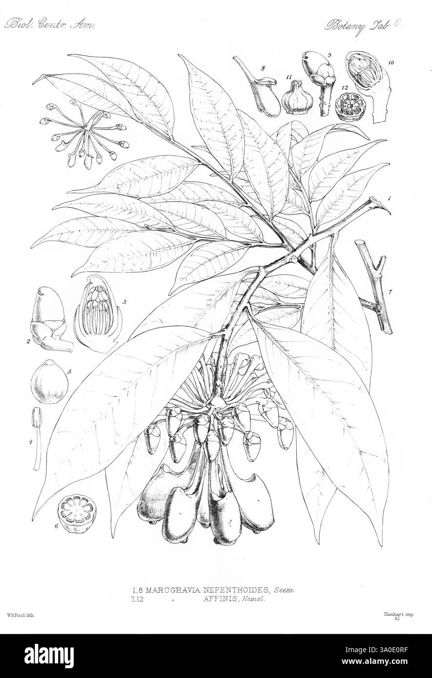 Biologia Centrali-Americana London, 1879-1915, Archäologie, Botanik, Zentralamerika, Beschreibung und Reise, wissenschaftliche Expeditionen, Zoologie, Pflanze. die Illustration zeigt **Margravia pteronioides**, die Blätter, Blumen und Früchte der Pflanze in einer botanischen Studie zeigt. Hervorstechende Details sind die lang gestreckten, glänzenden Blätter, die sich entgegengesetzt am Stiel befinden, sowie Gruppen von einzigartigen, lang gestreckten Schoten. Die verschiedenen Phasen der Blüten- und Fruchtentwicklung werden dargestellt, wobei die komplizierte Struktur der einzelnen Komponenten hervorgehoben wird. Auf dem Etikett wird die wissenschaftliche Klassifizierung und zusätzlich angegeben Stockfoto