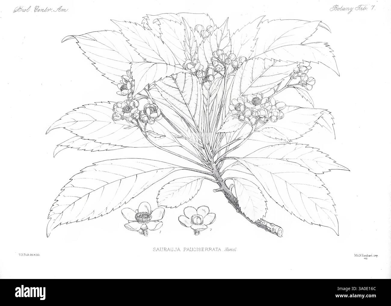Biologia Centrali-Americana London, 1879-1915, Archäologie, Botanik, Zentralamerika, Beschreibung und Reise, wissenschaftliche Expeditionen, Zoologie, Pflanze, Eine botanische Illustration, die einen Zweig mit komplizierten Blättern und Blumenhaufen zeigt. Die Komposition zeigt detaillierte Umrisse des Laubs und der Blüten, die die empfindlichen Strukturen jedes Elements einfangen. Die Blätter sind breit und geädert und erstrecken sich nach außen, während die Blüten mit sanften Kurven und einem Hauch von Offenheit dargestellt sind, die ihre Staubblätter offenbaren. Das Arrangement vermittelt ein Gefühl natürlicher Eleganz und unterstreicht die Schönheit des Stockfoto