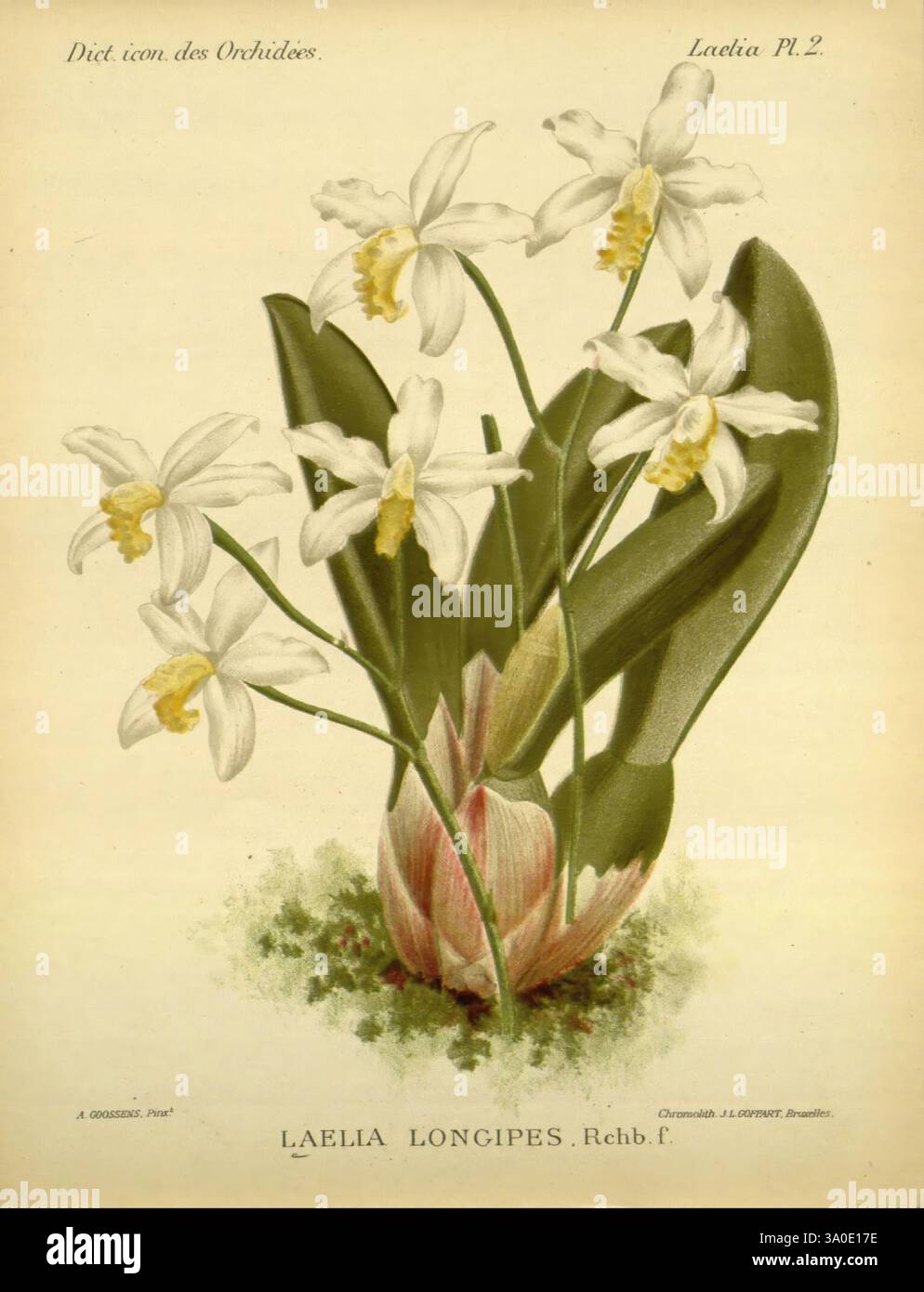 Dictionnaire iconographique des Orchidees Bruxelles Imp. F. Havermans 1896-1907 Botanik Orchidaceae Bildwerke Alfred Cogniaux Alphonse Goossens Orchideen Blumen Laelia longipes Cattleya longipes, eine elegante botanische Illustration zeigt eine Gruppe von Laelia longipes Orchideen. Die zarten weißen Blumen zeigen komplizierte Details, mit einem Hauch von Gelb auf den Lippen und leuchtend grünen Blättern, die eine üppige Kulisse bilden. Die Komposition unterstreicht die einzigartige Struktur der Blumen und fängt ihre Schönheit und Anmut ein. Ein abgerundeter, bauchiger Boden, der unter den Blüten liegt, fügt ein Element der Erde hinzu Stockfoto