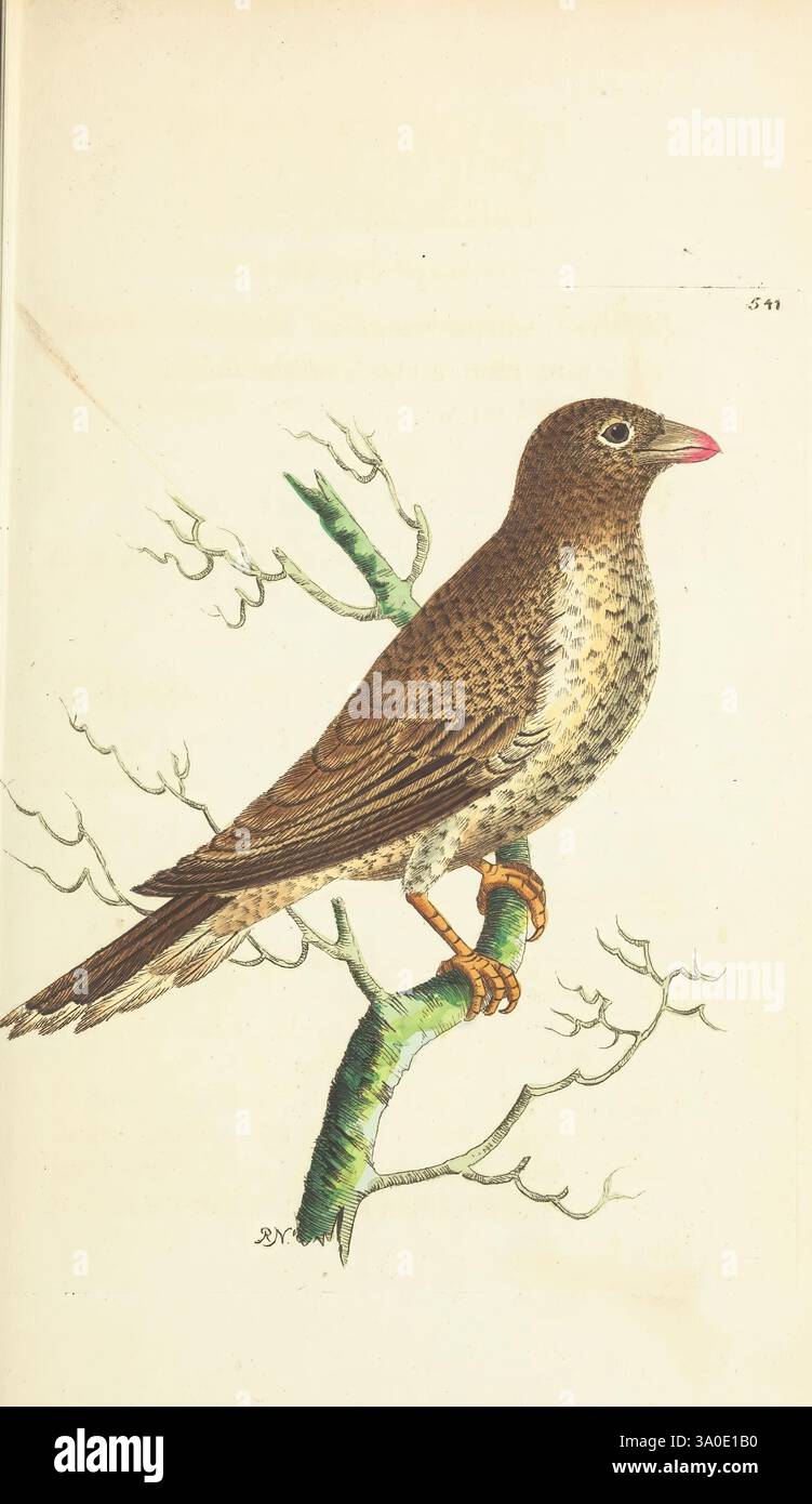 Das Naturforscher-Verschiedenes oder farbige Figuren von Naturobjekten. London, gedruckt für Nodder & Co, 1789-1813. Tiere, Bildwerke, Museum Victoria, George Shaw, Ein kleiner Vogel, Der auf einem schlanken Zweig thront und sein weiches, meliertes braunes Gefieder zeigt, das sich in der Natur tarnt. Der Schnabel des Vogels ist kurz und leicht gewölbt, in einem dezenten rosafarbenen Farbton gefärbt, was seinem Aussehen ein besonderes Merkmal verleiht. Seine Beine sind schlank mit scharfen Klauen, die den Ast sicher greifen, während die aufmerksame Haltung des Vogels auf Wachheit hinweist. Der umgebende Ast ist mit einem zarten g dargestellt Stockfoto
