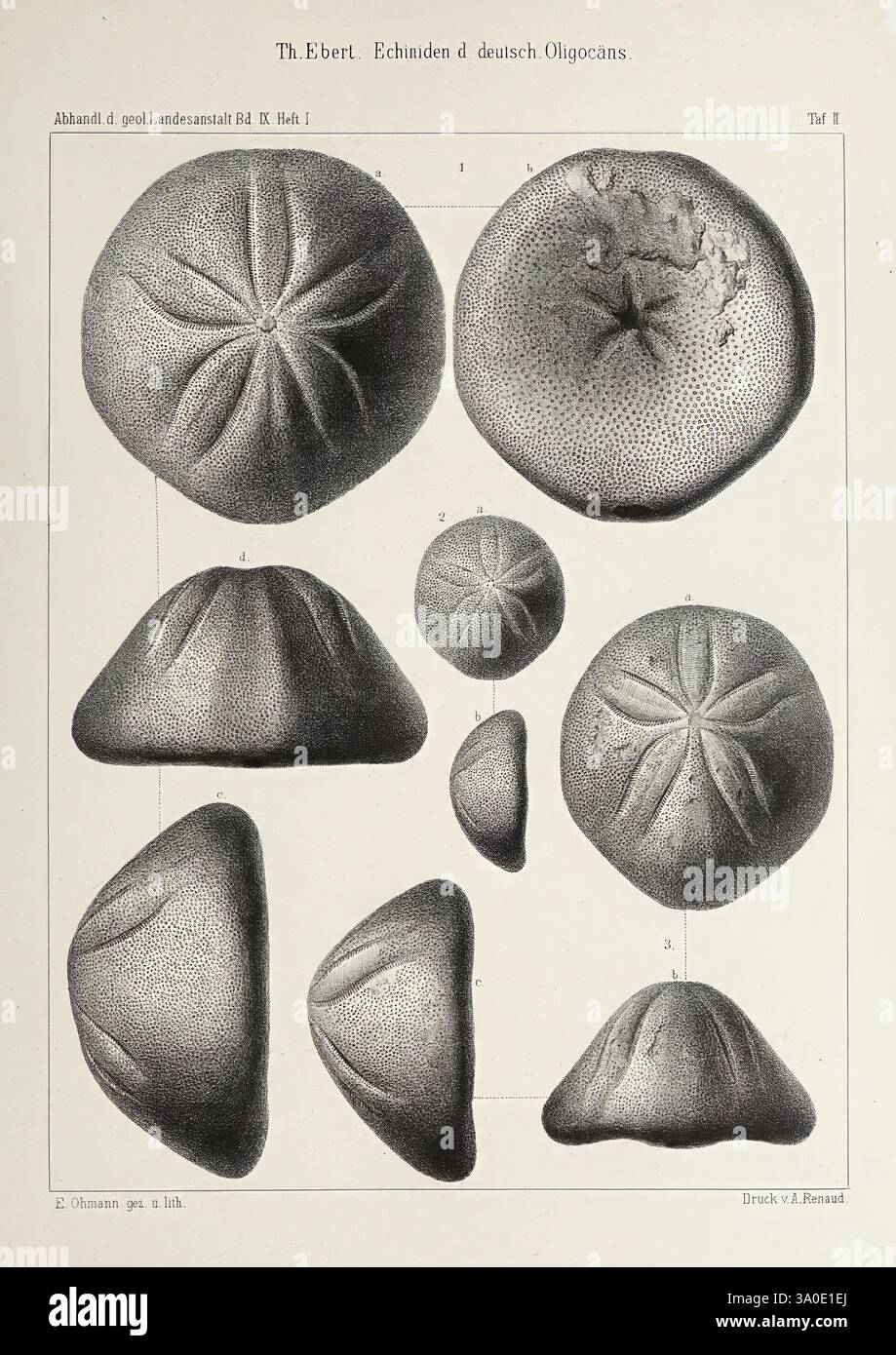 Abhandlungen der Königlich Preußischen Geologischen Landesanstalt, Berlin, Königlich Preußische Geologische Landesanstalt, Geologie, Deutschland, Zeitschriften, zeigt die Illustration eine Vielzahl von Stachelhäutern und betont ihre unterschiedlichen Formen und Texturen. Jedes Exemplar ist akribisch detailliert und hebt Merkmale wie ihre charakteristischen Oberflächenmuster und strukturellen Variationen hervor. Das Arrangement umfasst sowohl flache als auch abgerundete Formen, wobei einige komplexe Markierungen aufweisen, die auf verschiedene Arten oder Klassifizierungen innerhalb des Oligozäns hinweisen. Numerische Beschriftungen geben s an Stockfoto