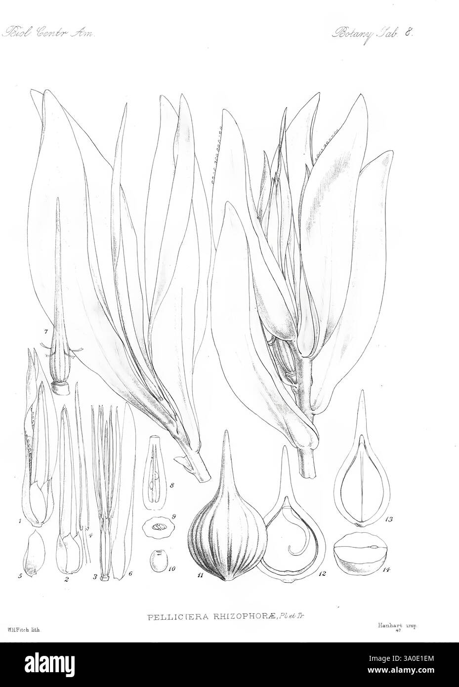 Biologia Centrali-Americana London, 1879-1915, Archäologie, Botanik, Zentralamerika, Beschreibung und Reise, wissenschaftliche Expeditionen, Zoologie, Pflanze, diese Illustration zeigt die botanische Untersuchung einer Pflanzenart, Pelliciera rhizophorae. Es werden detaillierte Renderings der Blätter der Pflanze angezeigt, die ihre länglichen, spitzen Formen und glatten Texturen zeigen. Die Blätter begleiten verschiedene anatomische Teile der Pflanze, einschließlich Blütenknospen und Fortpflanzungsstrukturen, die jeweils sorgfältig mit entsprechenden Zahlen gekennzeichnet sind. Die Abbildung soll ein umfassendes Verständnis von t vermitteln Stockfoto