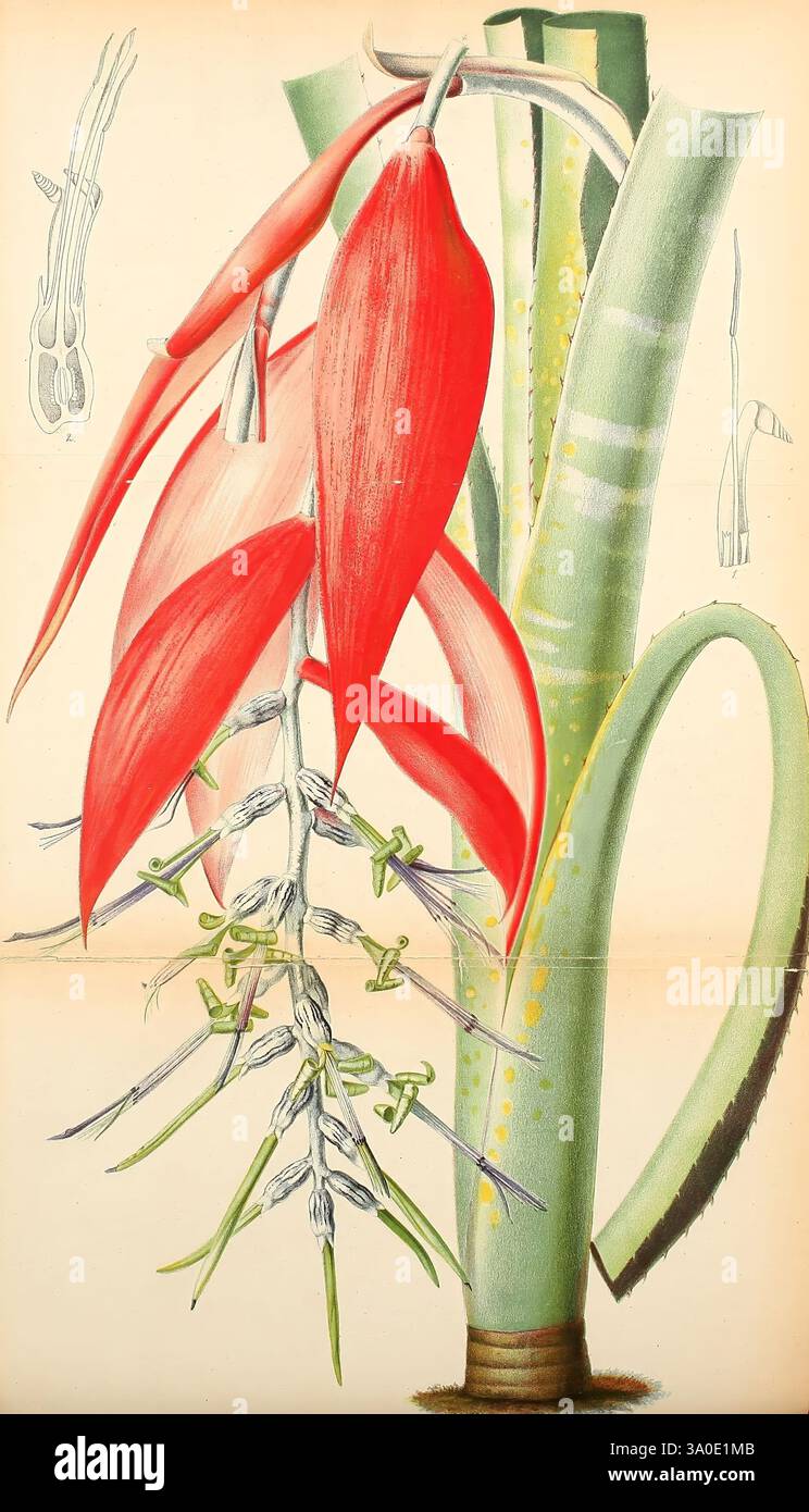 Belgique horticole, Lüttich, Botanik, Gartenbau, Zeitschriften, Pflanzen, Eine lebendige botanische Illustration zeigt eine exotische Pflanze mit markanten roten Blütenblättern, die in einem kaskadierenden Arrangement sichtbar sind. Unterhalb der lebendigen Blüten bilden schlanke grüne Stiele einen kontrastierenden Hintergrund, während zarte Ranken auf die komplizierte Natur der Pflanze hinweisen. Das detailreiche Rendering fängt die Einzigartigkeit der Flora ein und betont die Kombination aus kräftiger Farbe und Struktur. Die Zuschauer laden ein, die Schönheit der botanischen Vielfalt zu schätzen. Stockfoto