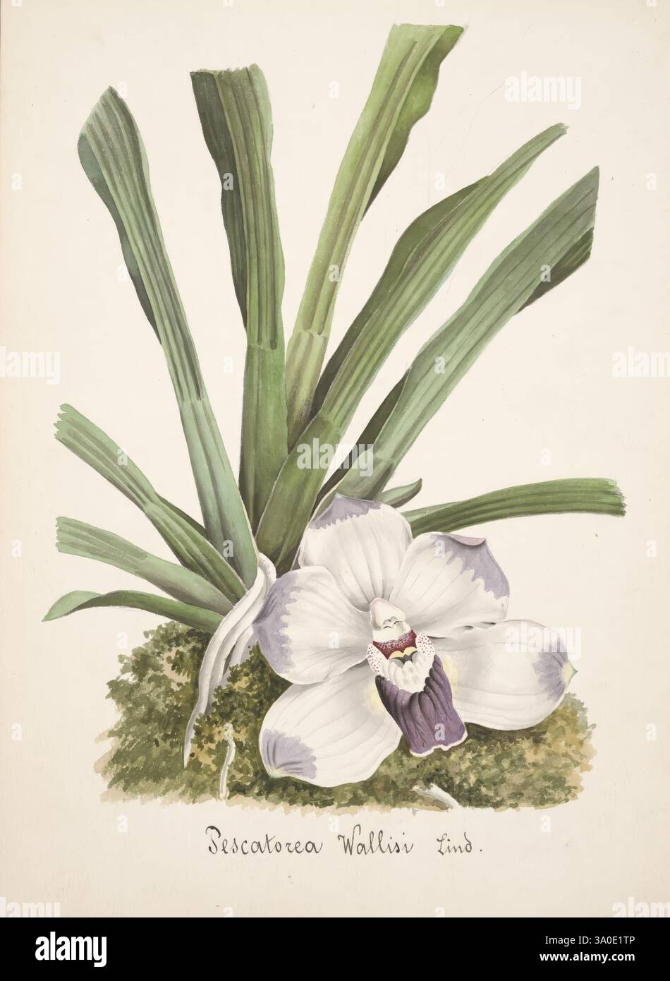 Collection d'orchidées, Orchidaceae, botanische Illustration, Bildwerke, Orchidaceae in der Kunst, eine zarte Illustration zeigt eine üppig grüne Pflanze mit langen Blättern, die anmutig aus der Basis steigen. In der Mitte blüht eine elegante Orchidee, die sich durch ihre großen, cremeweißen Blüten mit dezenten Lavendelmarkierungen auszeichnet. Die komplizierten Details der Blume ziehen das Auge auf sich und betonen die weiche Textur und den sanften Farbverlauf. Unten bildet ein sanfter Mooshügel eine natürliche Umgebung, die die Harmonie der Komposition verbessert. Der wissenschaftliche Name „Dendrobium Wallisii“ ist elegant Stockfoto