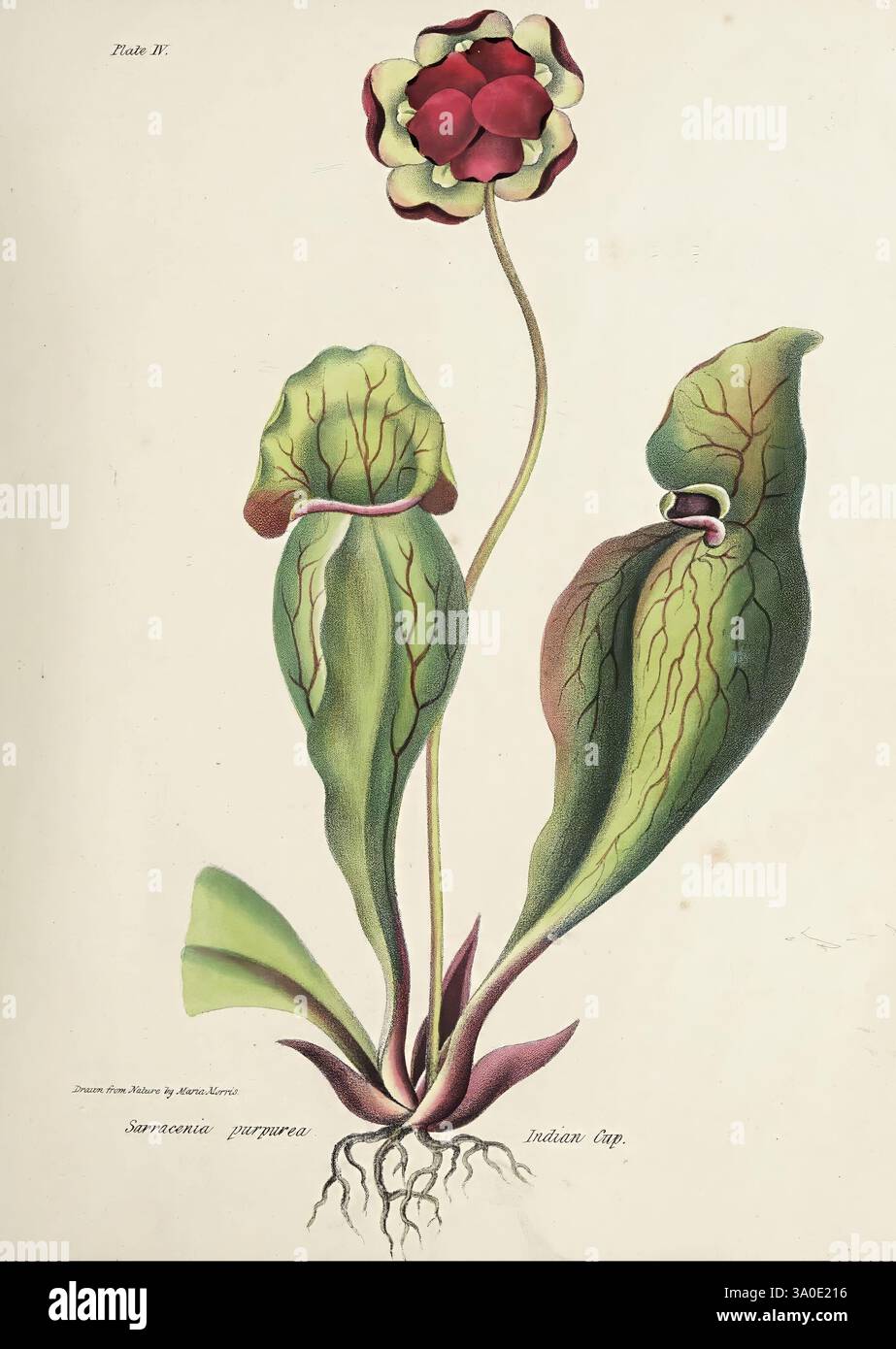 Wild Flowers of Nova Scotia, Halifax, N. S, herausgegeben von C.H. Belcher, und J. Snow, London, 1840-1853, Botanik, CANIMP, Nova Scotia, Wildblumen, Maria Emma Miller, Maria Morris Miller, Frauen in der Wissenschaft, Nova Scotia., diese botanische Illustration zeigt ein auffälliges Exemplar der Sarracenia purpurea, allgemein bekannt als die violette Kannenpflanze. Das Kunstwerk hebt die einzigartige Struktur der Pflanze hervor, die sich durch röhrenförmige Blätter auszeichnet, die eine kängenförmige Form bilden und Insekten fangen. Die lebendigen Farben der Blätter wechseln von tiefgrünem Grün zu sattem Rot an den Kanten, mit zarten Aderverstärkungen Stockfoto