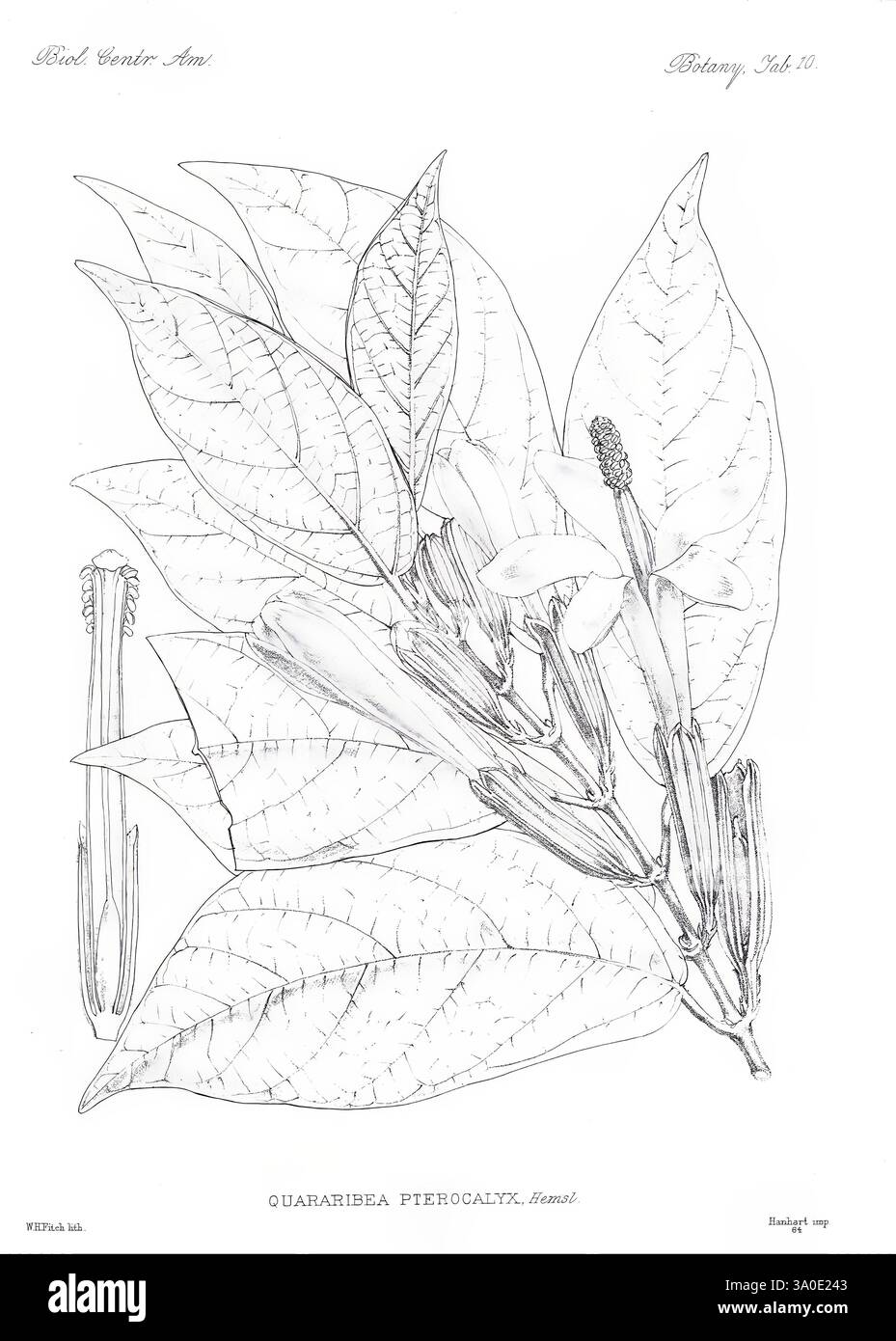 Biologia Centrali-Americana London, veröffentlicht für die Herausgeber von R. H. Porter 1879-1915 Archaeology Botany Central America Description and Travel Scientific Expeditions Zoology Plant, Eine botanische Illustration, die die Quararibea pierocalyx darstellt und ihre markanten, länglichen Blätter zeigt, die symmetrisch am Stiel angeordnet sind. Die Abbildung zeigt detaillierte Darstellungen der Blütenknospen, die sich inmitten des üppigen Laubs befinden und die zarte Struktur der Blüten hervorheben. Die feine Linienführung fängt die Textur und Aderung der Blätter ein und betont ihre natürliche Form und ihren Charakter Stockfoto