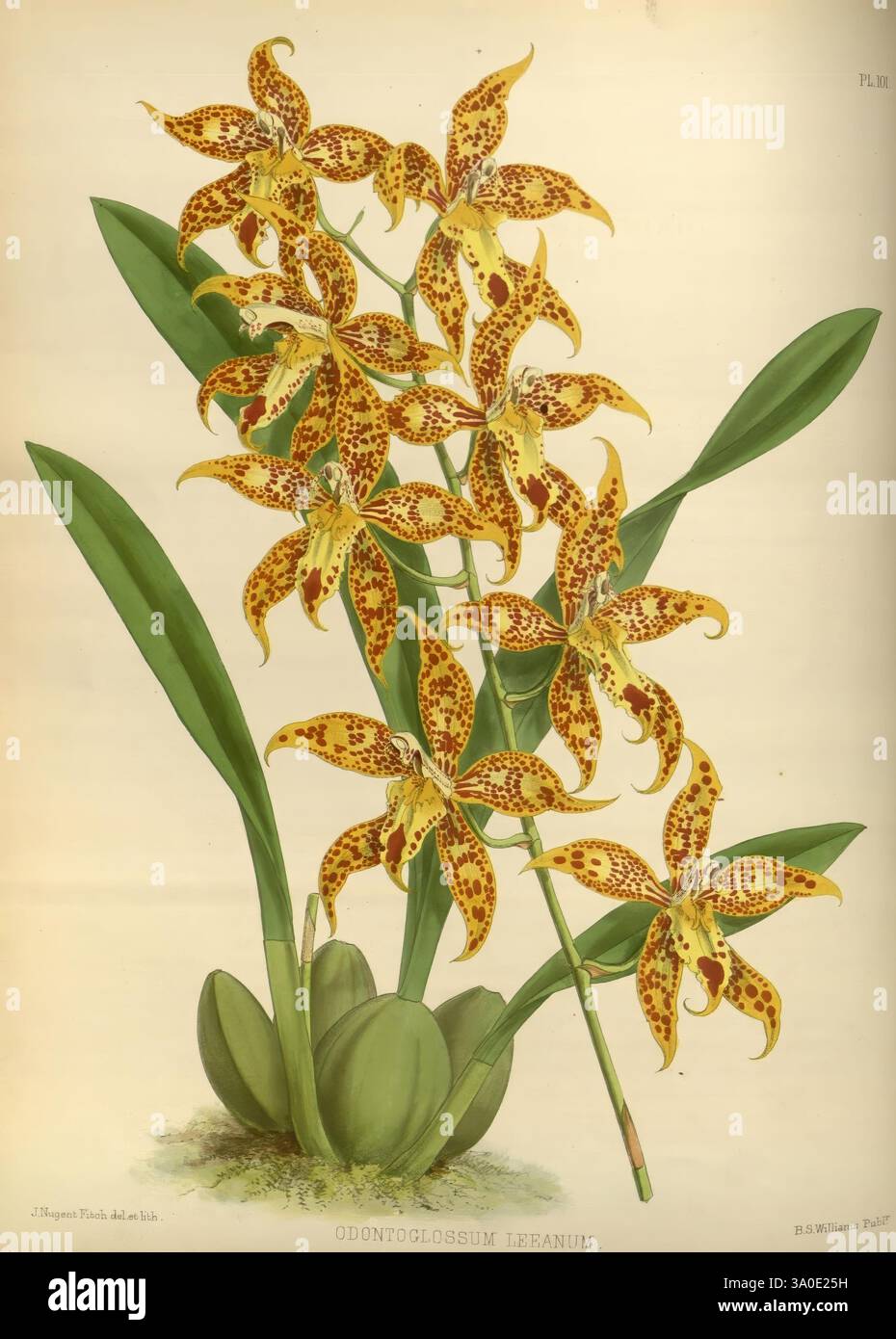 Orchid Album London B. S. Williams 1882-97 Orchidaceae Periodicals Pictorial Works, Eine Ansammlung von auffälligen gelben und braun gefleckten Blumen, bekannt als Odontoglossum Lérianum, erwacht anmutig aus einer üppigen grünen Basis. Die langen Blütenblätter zeichnen sich durch komplizierte Muster aus, die eine faszinierende visuelle Attraktivität schaffen und die exotische Schönheit der Pflanze hervorheben. Die leuchtenden Blüten umgeben breite, grüne Blätter, die sich elegant mit der Blumendekoration abheben und die Gesamtheit dieses botanischen Exemplars unterstreichen. Stockfoto