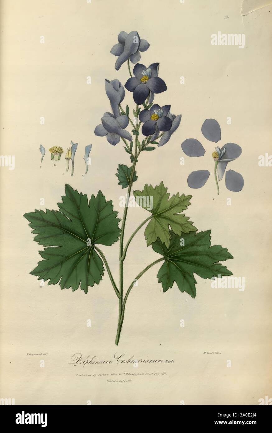 Illustrationen der Botanik und anderer Zweige der Naturgeschichte des Himalaya, London, WM. H. allen, 1839. Pflanzen, Indien, Naturgeschichte, Jammu und Kaschmir, Himalaya-Berge, botanische Illustration der Pflanze *Delphinium cardinale*. Der zentrale Stiel weist eine Gruppe von leuchtend blauen Blüten auf, von denen jede einzelne Blütenblätter und eine markante Struktur in der Mitte aufweist. Die Hauptabbildung wird durch detaillierte Skizzen ergänzt, die einzelne Blumenteile, einschließlich Sepalen und Staubgefäße, sowie kleinere Blumenvarianten hervorheben. Die üppig grünen Blätter an der Basis sind breit und Stockfoto