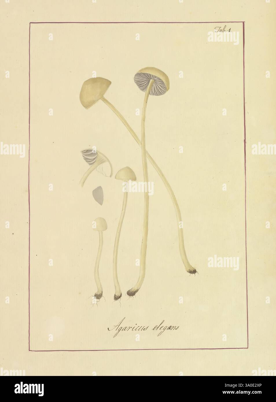 Icons, fungorum, circa, Halifax, sponte, Nasctium, 1784-1792. Earlyworks, Ökologie, England, Fieldguides, Pilze, Halifax, Identifikation, Nomenklatur, Bildwerke, Terminologie, eine detaillierte botanische Illustration zeigt eine Vielzahl von Pilzen, die als *Agaricus elegans* identifiziert wurden. Die Komposition besteht aus mehreren Exemplaren unterschiedlicher Höhe mit schlanken Stielen, die elegant aufsteigen. Die Kappen der Pilze weisen subtile Variationen in Form und Farbe auf und zeigen eine Mischung aus gedämpften Tönen und komplizierten Mustern. Die Abbildung wird mit einer feinen Linienführung und einem zarten Rand vervollständigt Stockfoto