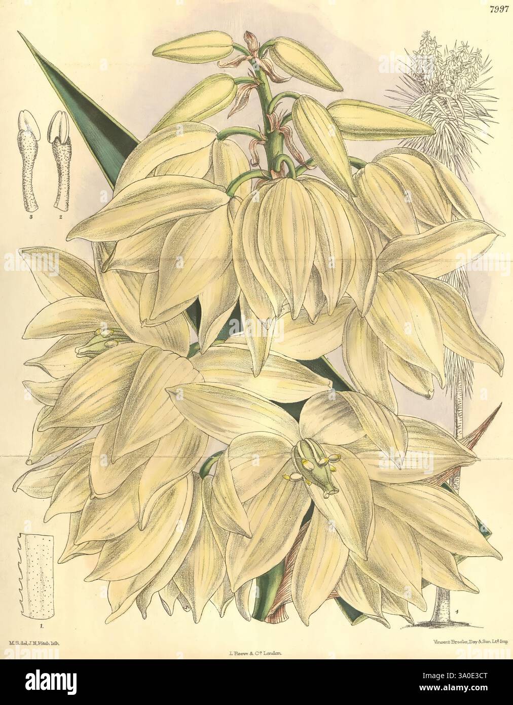 Curtis' botanisches Magazin, London, New York, botanische Illustration, Botanik, Zeitschriften, Bildwerke, Pflanzen ornamental, Curtis, Eine wunderschön illustrierte botanische Studie, die eine Gruppe cremegelber Blumen mit eleganten, langen Blütenblättern zeigt. Die Blüten, die sich durch ihre trompetenartige Form auszeichnen, sind anmutig angeordnet, umgeben von breiten, dunkelgrünen Blättern, die der Komposition Tiefe verleihen. Daneben sind weitere botanische Details wie Skizzen verwandter Pflanzenstrukturen zu sehen, die die komplizierten Merkmale und Variationen der Arten betonen. Diese Abbildung erfasst Stockfoto
