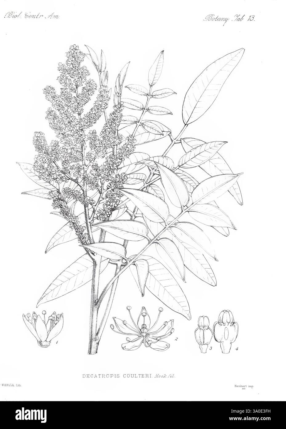 Diese botanische Illustration zeigt die Pflanze Decatropis coulteri und zeigt ihre detaillierte Struktur. Das Hauptthema ist ein Zweig, der mit kleinen Blumenkästen geschmückt ist, von denen jede aufwändig verziert ist, um das zarte Blütenblatt-Arrangement hervorzuheben. Begleitet wird der Zweig durch kleinere Illustrationen, die einzelne Blüten und Knospen zeigen und die einzigartigen Eigenschaften dieser Art unterstreichen. Die Blätter sind gestreckt und zusammengefügt, in einem wechselnden Muster entlang des Stängels angeordnet, wobei jedes Blatt aufwändig gezeichnet ist, um seine Textur und Form zu erfassen. Das Gesamtkonzept spiegelt einen wissenschaftlichen Ansatz in der Botanik wider Stockfoto