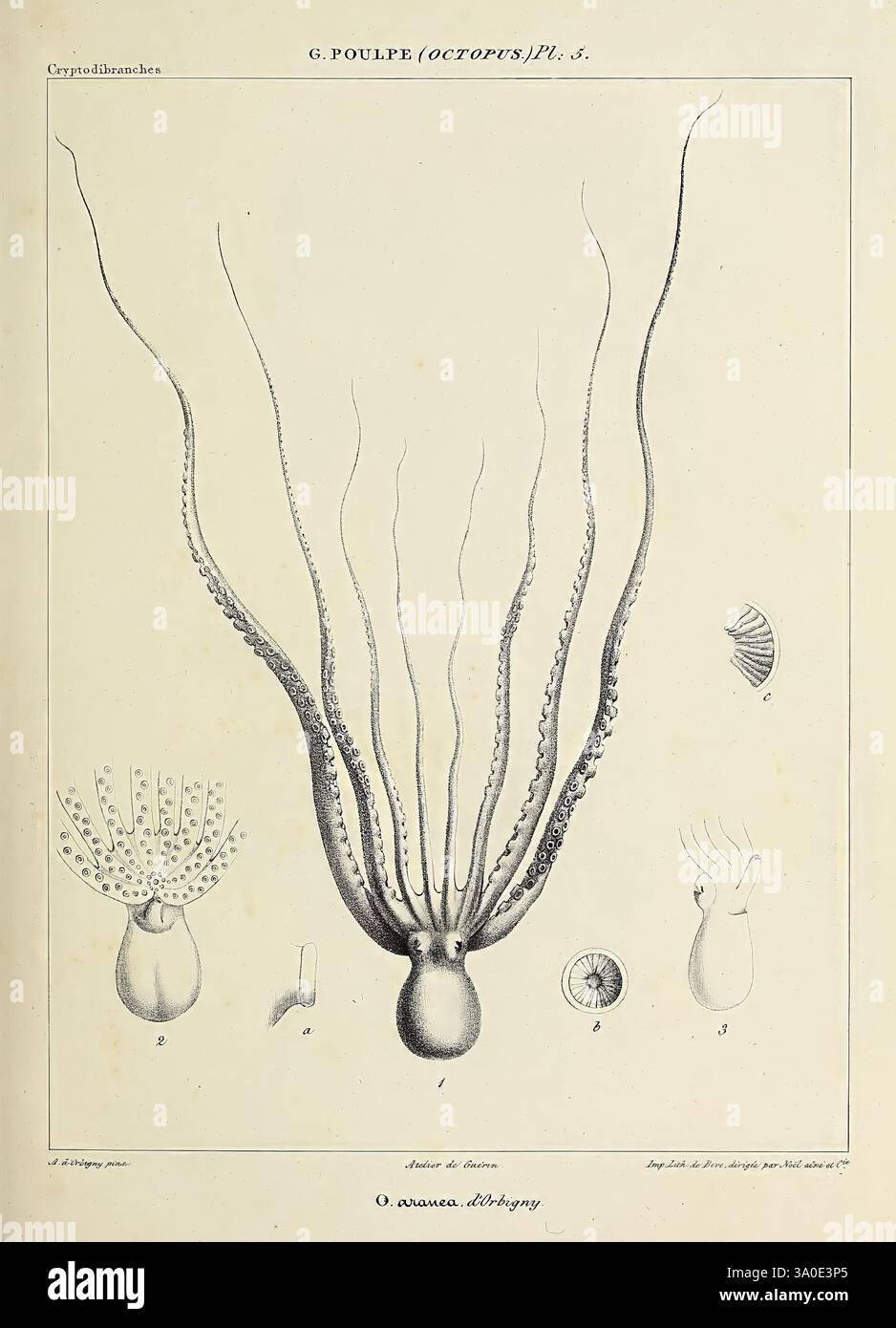 Histoire naturelle, générale et particulière des céphalopodes acétabulifères vivants, et Fossiles, Paris, impr. De A. Lacour, 1835-1848, Kopffüßer, Fossil, diese Illustration zeigt eine detaillierte Darstellung eines Oktopus, der seine charakteristische Anatomie zeigt. Die Hauptfigur zeigt die langen Tentakel des Oktopus, die jeweils mit Saugern zum Greifen verziert sind. Um den zentralen Oktopus herum sind kleinere Abbildungen zu sehen, die verschiedene Teile seines Körpers hervorheben, einschließlich Kopf und Mantel. Anmerkungen liefern wissenschaftliche Referenzen, und die Gesamtzusammensetzung spiegelt eine akribische Untersuchung der Meeresbiologie wider Stockfoto