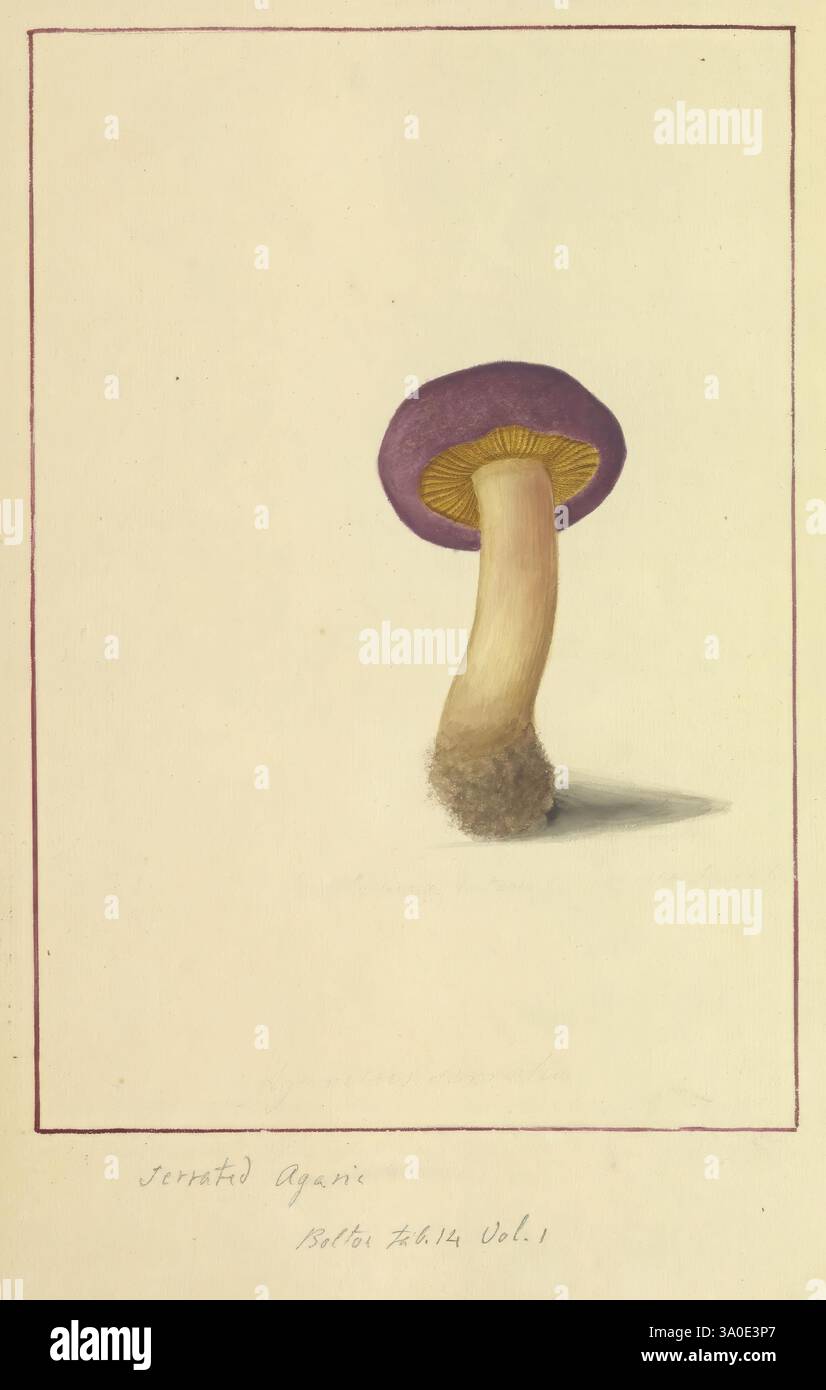 Icons fungorum circa Halifax sponte Nasctium, 1784-1792. Earlyworks Ökologie england Feldführer Pilze Halifax Identifikation Nomenklatur Bildwerke Terminologie, Eine wunderschön illustrierte Darstellung eines Pilzes mit einer leuchtend violetten Kappe und einem schlanken, hellen Stiel. Die Kappe ist mit einer glatten, abgerundeten Form gekennzeichnet, die eine kontrastierende gelbe Unterseite aufweist. Unterhalb der Kappe übergeht der Stiel an seiner Basis zu einer unscharfen Textur, die der Gesamtform Details verleiht. Die Illustration ist mit einem zarten roten Rand eingerahmt, der ihre Eleganz unterstreicht. Der Titel und die Notizen unten deuten auf den Mushr an Stockfoto