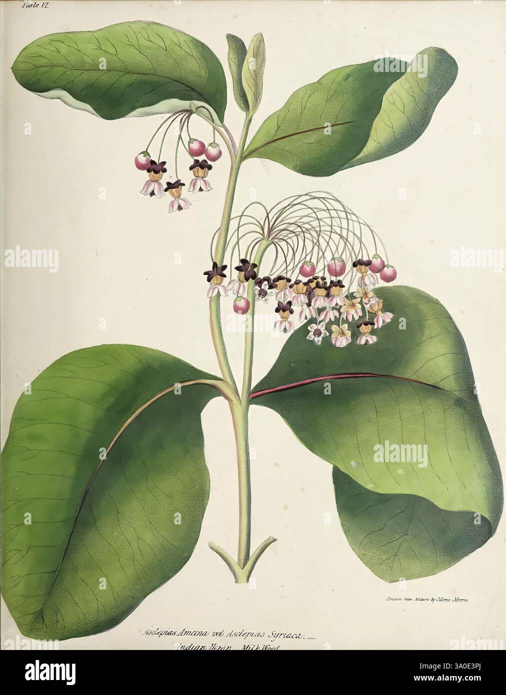 Wild Flowers of Nova Scotia, Halifax, N. S, herausgegeben von C.H. Belcher, und J. Snow, London, 1840-1853, 1840, Botanik, CanImp, Nova Scotia, Wildblumen, Maria E. Miller, Maria Morris Miller, 4, Women in Science, Nova Scotia, Eine botanische Illustration, die einen schlanken Stiel mit großen, leuchtend grünen Blättern zeigt, die von der Basis abragen. Oben tauchen zarte Gruppen kleiner, glockenförmiger Blüten auf, mit cremeweißen Blütenblättern, die in einen weichen Lavendelton übergehen. Jede Blüte hat markante dunkelviolette Markierungen und wird von mehreren runden, rosa-violetten Knospen begleitet. Die Komposition ist hochgradig Stockfoto