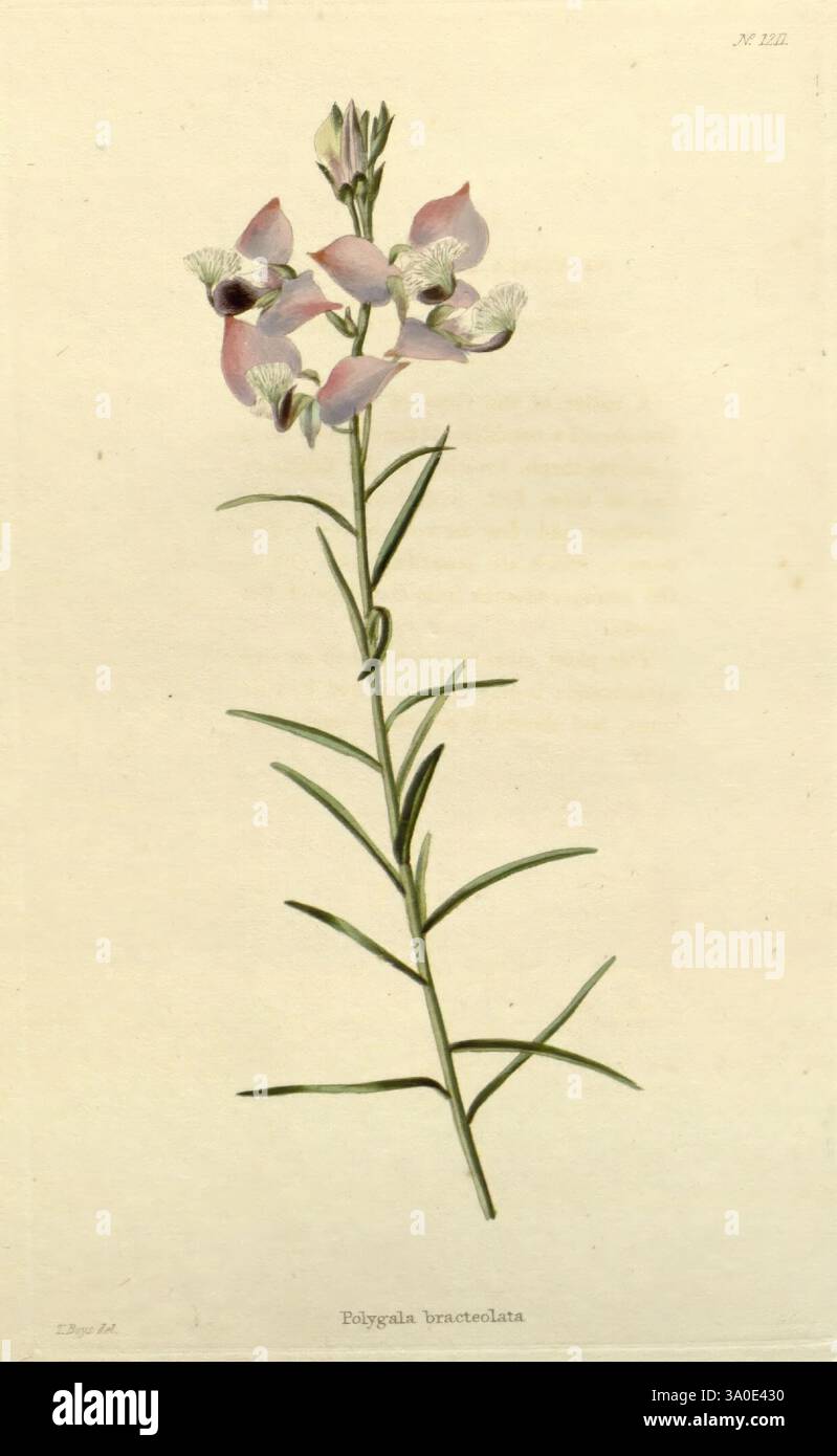 The Botanical Cabinet London, John & Arthur Arch, 1817–1833, die Abbildung zeigt eine zarte blühende Pflanze, die als Polygala bracteolata bekannt ist. Der schlanke Stiel ist mit zarten rosa und weißen Blüten verziert, die sich durch langgezogene Blütenblätter und dezente Markierungen auszeichnen. Die Blätter sind schmal und linear, wachsen entlang der Länge des Stängels und tragen zum eleganten Aussehen der Pflanze bei. Diese botanische Darstellung zeigt die komplizierten Details der Blumen und des Laubs und zeigt die natürliche Schönheit und Komplexität dieser Art. Der Hintergrund ist minimal, so dass der Fokus auf Stockfoto