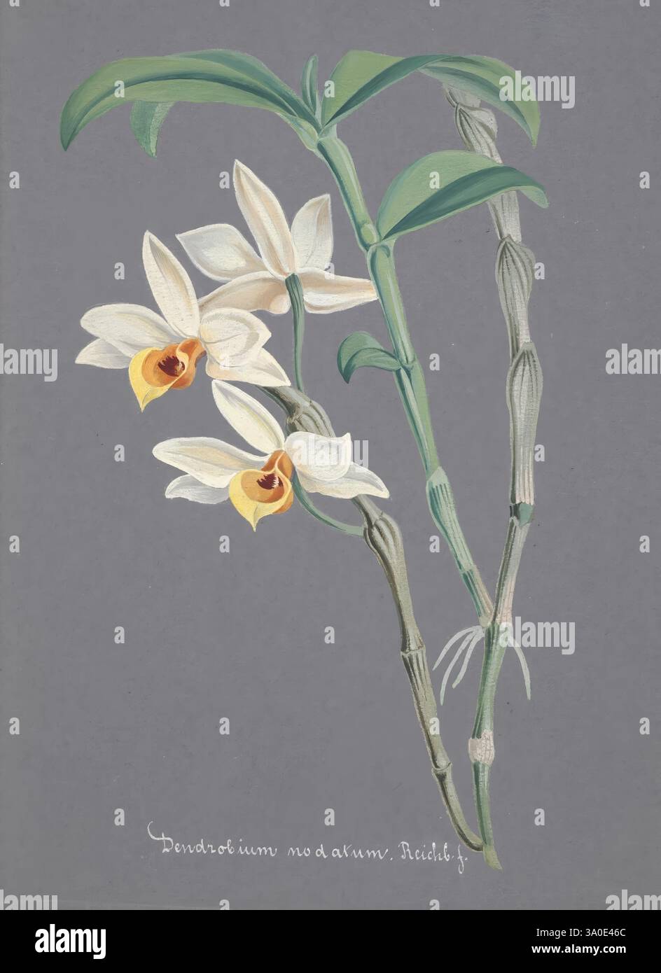 Collection d'orchidées, S.l, s.n, 18--?, Orchidaceae, botanische Illustration, Bildwerke, Orchidaceae in der Kunst, Eine wunderschön illustrierte botanische Studie der Orchidee Dendrobium nobile. Die Komposition besteht aus zarten weißen Blüten mit leuchtend gelben Kehlen, die entlang eines schmalen grünen Stiels angeordnet sind. Die komplizierten Details der Blütenblätter und Blätter unterstreichen die Eleganz dieser Art, während der strukturierte Hintergrund die visuelle Wirkung des Motivs verstärkt. Unter der Illustration ist der wissenschaftliche Name elegant geschrieben, was seine Klassifizierung im Bereich der Flora unterstreicht. Stockfoto