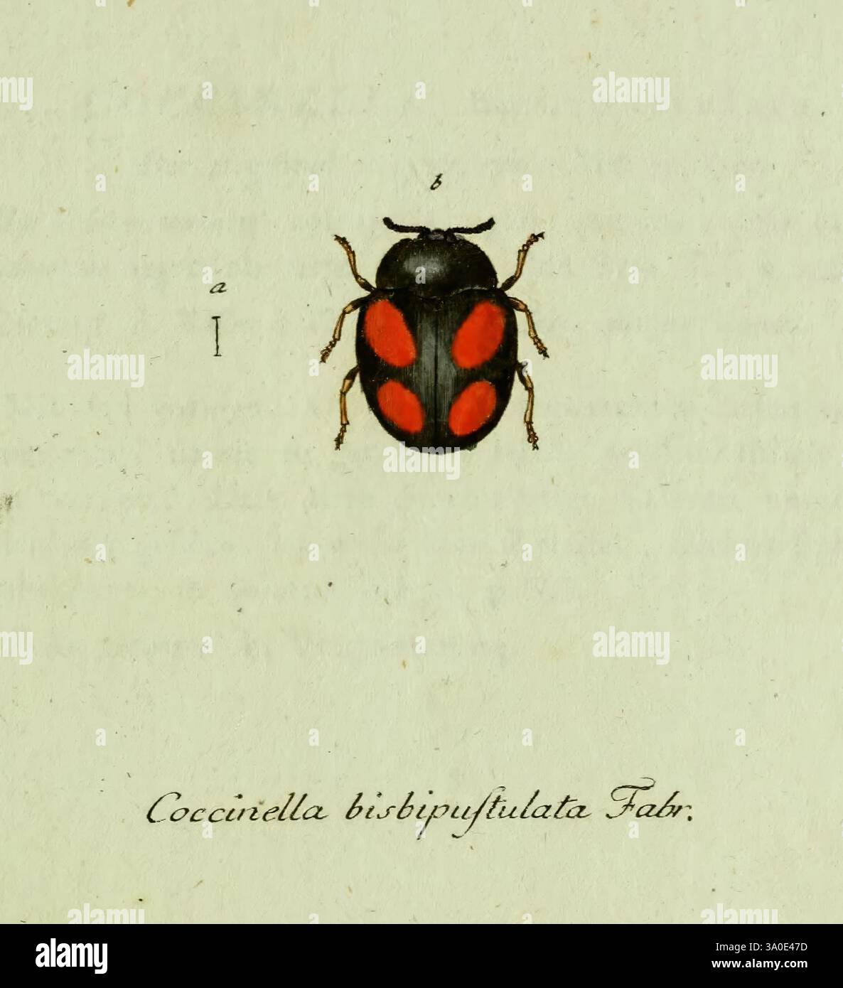 Fauna insectorvm Germanicae initia, oder, Deutschlands Insecten, Nürnberg, in den Felseckerschen Buchhandlung, 1796-1813, Deutschland, Insekten, Bildwerke, faszinierende Vielfalt, Jacob Sturm., Eine detaillierte Illustration zeigt einen Käfer, der wissenschaftlich als Coccinella bipunctata bekannt ist. Das Insekt verfügt über einen glänzenden schwarzen Körper, der mit auffälligen roten Flecken verziert ist, die sich deutlich auf seinem Elytra befinden. Die abgerundete Form und die symmetrischen Muster unterstreichen seine einzigartigen Eigenschaften. Unterhalb der Darstellung ist der wissenschaftliche Name eingeschrieben, der seine Klassifizierung in der Entomologie unterstreicht. Der Hintergrund bleibt s Stockfoto