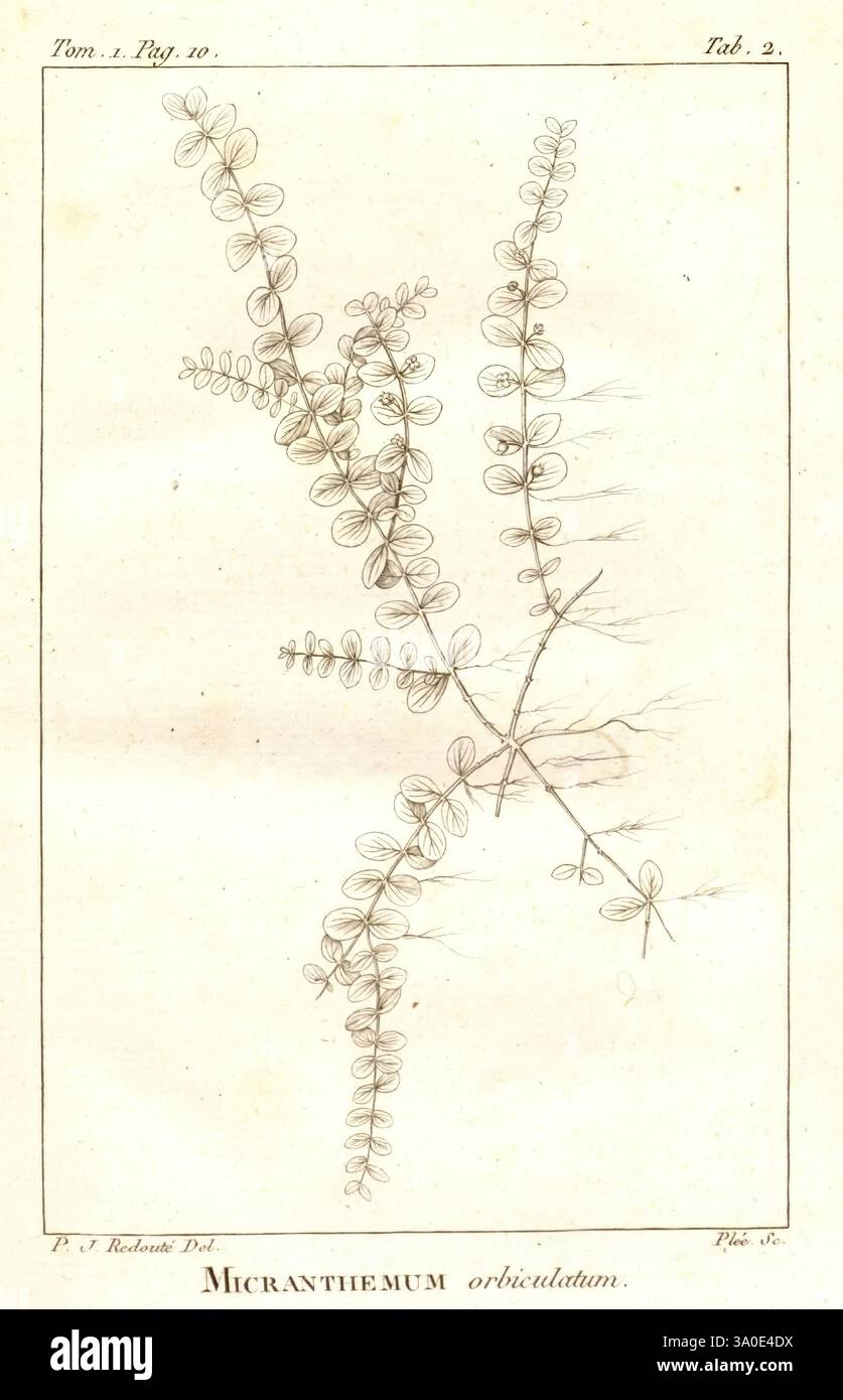 Flora, Boreali-Americana, Parisiis, Argentorati, Fratres, Levrault, Anno, XI, 1803, Nordamerika, Botanik, diese Abbildung zeigt die empfindliche Struktur der Pflanze Micranthes orbiculatum. Die komplizierten Muster der Blätter und Stiele sind mit feinen Linien dargestellt, die die botanischen Details hervorheben. Die Komposition weist ineinander verflochtene Äste auf, die eine symmetrische Anordnung aufweisen, wobei jedes Blatt anmutig vom Stiel zu entfalten scheint. Die zarte Krümmung und der natürliche Fluss der Pflanze werden betont und zeigen die Aufmerksamkeit des Künstlers auf Genauigkeit und ästhetische Eleganz. Das Identifikat Stockfoto
