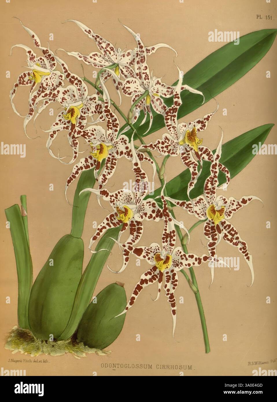 Orchid Album London B. S. Williams 1882-97 Orchidaceae Periodicals Pictorial Works, diese botanische Illustration zeigt eine Gruppe von Odontoglossum cirrhossum, eine auffällige Orchidee, die für ihr einzigartiges Muster und ihre Färbung bekannt ist. Die Blüten sind mit zarten Blütenblättern verziert, die mit komplexen braunen Flecken und cremeweißem Grund verziert sind, was ein optisch fesselndes Design schafft. Saftig grüne Blätter umrahmen die Blüten, betonen ihre Eleganz und verleihen der Komposition ein Gefühl von Vitalität. Das Detail in der Abbildung unterstreicht die komplizierte Struktur jeder Blume und zeigt die feine Aderung und Textur. Dies Stockfoto