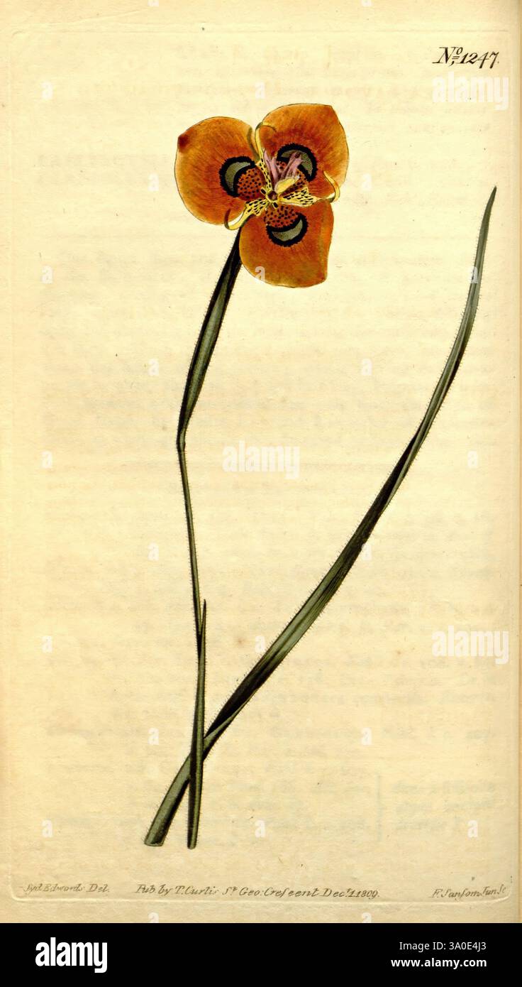 Curtis's Botanical Magazine, London, New York, botanische Illustration, Botanik, Zeitschriften, Bildwerke, Pflanzen ornamental, Curtis, Taxonomie binomial, Moraea Pavonia, Tigridia Pavonia, Taxonomie: Familie= Iridaceae, Pfauenblüte, orange-farbene Moräen, Südafrika, Eine wunderschön illustrierte botanische Darstellung einer unverwechselbaren Blume mit leuchtenden orangefarbenen Blüten, die mit dunklen, komplizierten Markierungen verziert sind. Die Blüte hat eine markante zentrale Struktur, die an eine einzigartige Orchidee erinnert, umgeben von langen, schlanken grünen Blättern, die sich anmutig ausbreiten. Die Zusammensetzung umfasst wissenschaftliche n Stockfoto