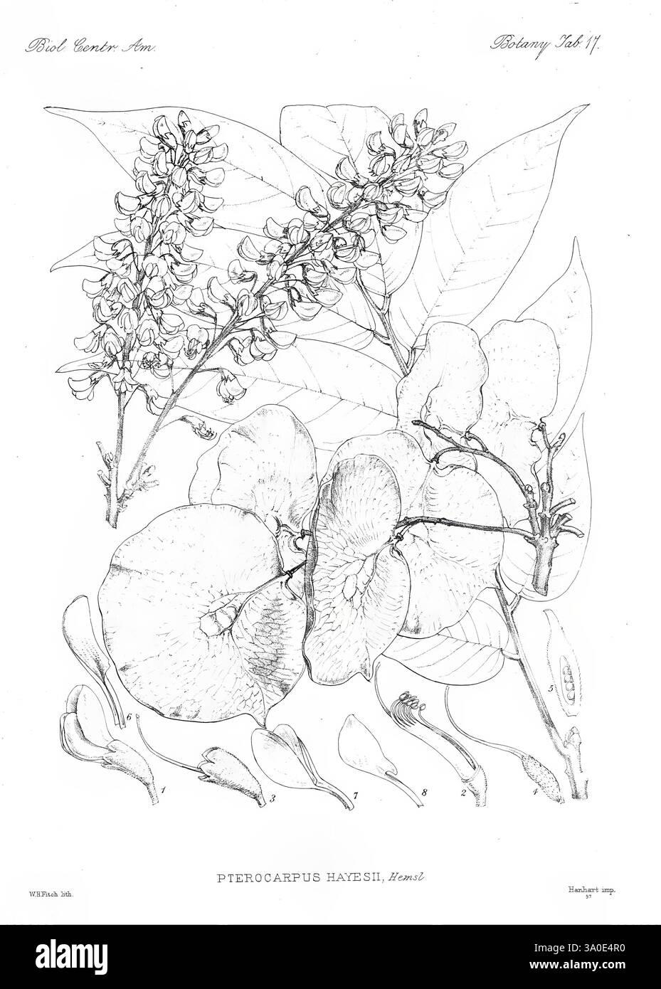 Biologia Centrali-Americana London, 1879-1915, Archäologie, Botanik, Zentralamerika, Beschreibung und Reise, wissenschaftliche Expeditionen, Zoologie, Pflanze, Eine botanische Illustration, die die komplizierten Details der Pterocarpus hayesii Pflanze zeigt. Die Komposition besteht aus zarten Blüten und Blättern, die die einzigartige Form und Struktur jedes Elements hervorheben. Die Blüten sind mit feinen Linien dargestellt, die ihre Blütenblätter und ihre Anordnung betonen, während das Laub eine anmutige Krümmung zeigt. Diese Darstellung dient sowohl einem ästhetischen als auch einem wissenschaftlichen Zweck und veranschaulicht die Schönheit und Komplexität von t Stockfoto