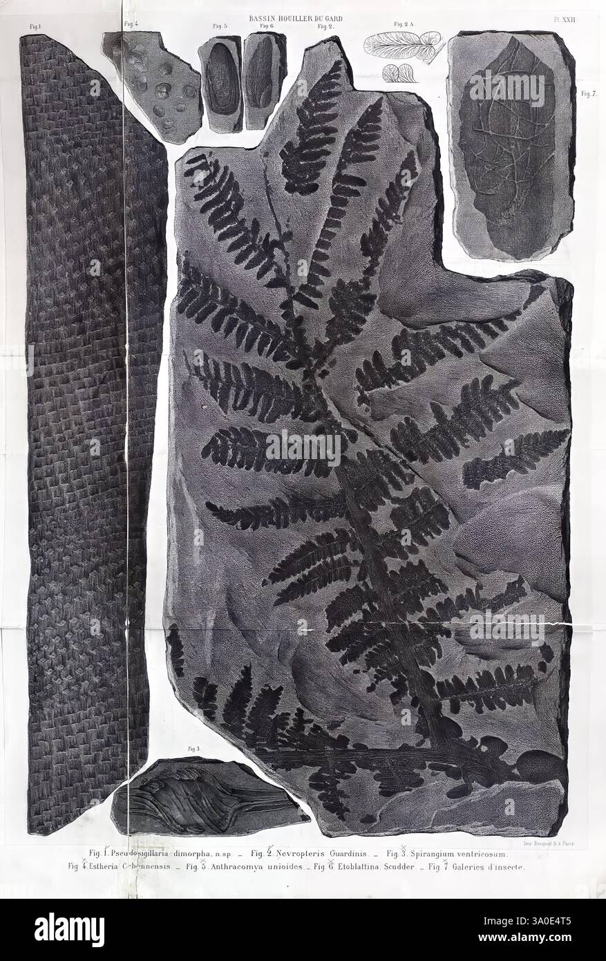Géologie et paléontologie du bassin houiller du Gard Saint-Etienne Théolier 1890 Frankreich Paläontologie Geologie Gard Paleobotanik, die Darstellung zeigt eine Reihe von antiken botanischen Exemplaren, wobei hervorzuheben ist ein detaillierter fossiler Farn. Der Farn zeigt komplizierte Stirnmuster mit fein gezackten Blättern, die auf seine üppigen, prähistorischen Ursprünge hinweisen. Um den zentralen Farn herum befinden sich weitere Fossilien, darunter eine strukturierte Oberfläche, die einer Pflanzen- oder Wurzelstruktur ähnelt, was die Vielfalt der Flora aus derselben geologischen Periode unterstreicht. Jedes Element ist akribisch illus Stockfoto