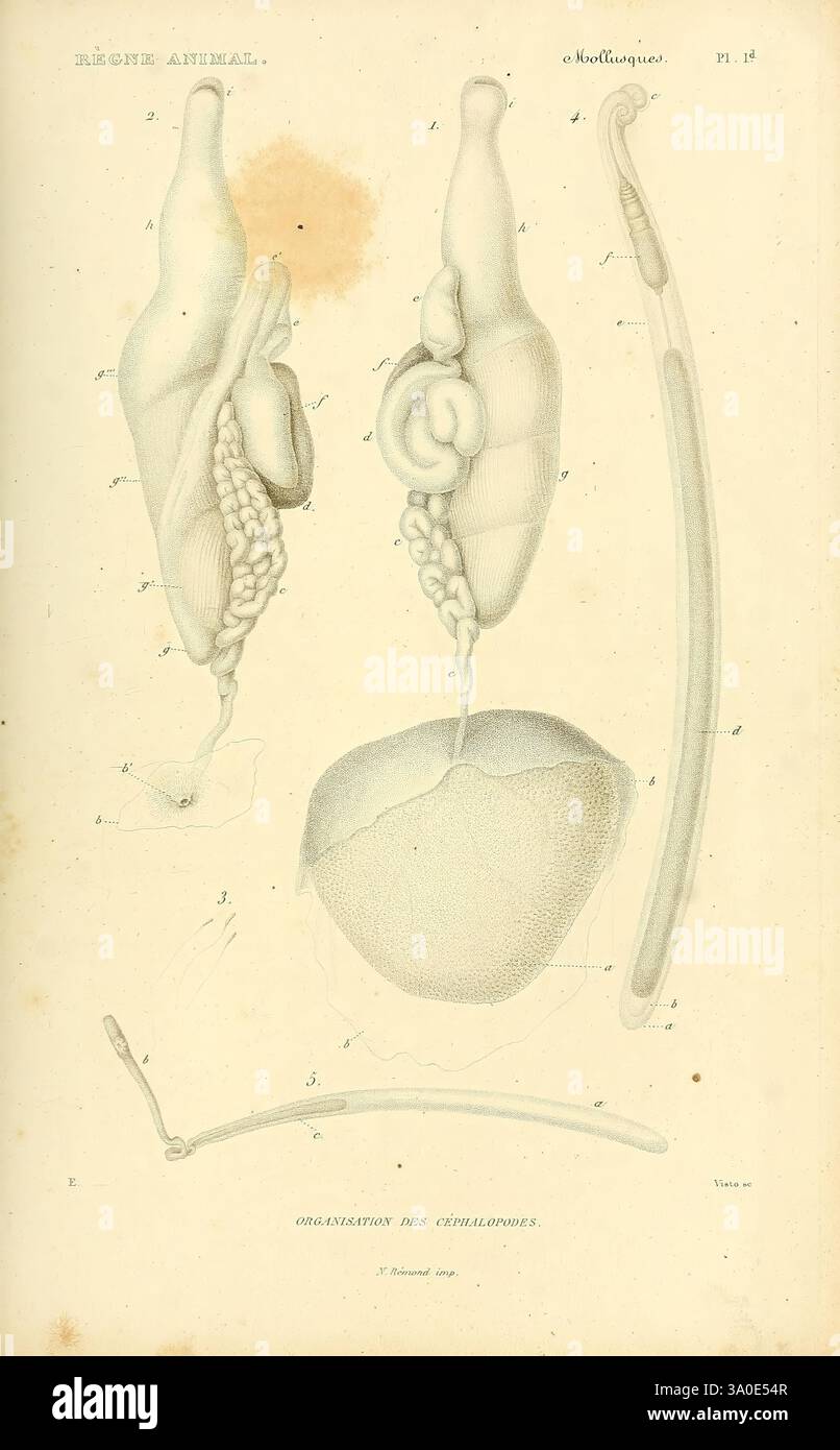 Les Mollusques Paris Fortin Masson et cie 1836-1845 Klassifizierung Mollusks Pictorial Works Muscheln Sealife, die Illustration zeigt eine detaillierte wissenschaftliche Studie über einen Meeresorganismus und zeigt verschiedene anatomische Merkmale. Es enthält eine Reihe von beschrifteten Diagrammen, die die Struktur und Form verschiedener Teile hervorheben, wie z. B. verlängerte Anhänge und Knollenkörper. Die komplizierten Linien und Schattierungen unterstreichen die einzigartigen Eigenschaften des Organismus und tragen zu einem tiefgreifenden Verständnis seiner Biologie bei. Außerdem ist die Seite mit Anmerkungen und Referenzen versehen, die Kontext bereitstellen Stockfoto