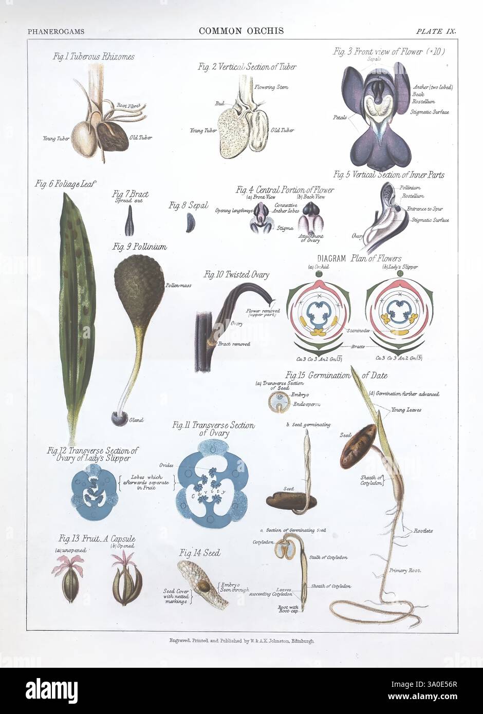 Der botanische atlas New York The Century Co. 1883 Botanical Cryptogams Pictorial Works phanerogams, die detaillierte Illustration präsentiert verschiedene Arten von Orchideen und zeigt ihre einzigartigen Strukturen und Merkmale. Jede Figur ist sorgfältig mit dem wissenschaftlichen Namen und der Beschreibung beschriftet, wobei verschiedene Elemente wie Samen, Schoten und Blumenarrangements hervorgehoben werden. Das Diagramm bietet Einblicke in die Fortpflanzungsmechanismen der Orchideen, einschließlich der Anordnung der für die Bestäubung und das Wachstum notwendigen Teile. Die Gesamtkomposition verbindet botanische Genauigkeit mit künstlerischer Darstellung, Maki Stockfoto
