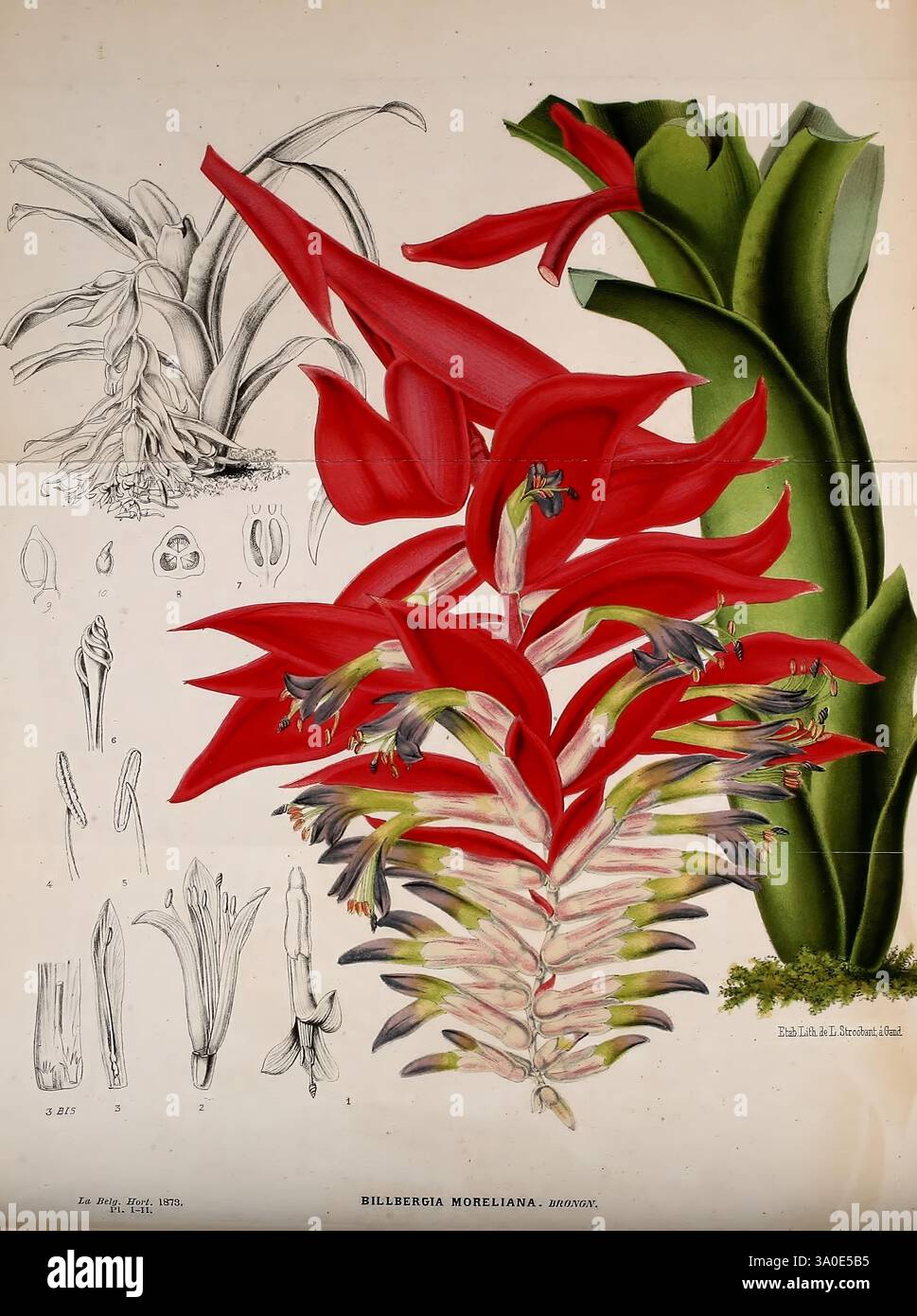 Belgique, Gartenbau, Lüttich, Botanik, Gartenbau, Zeitschriften, Pflanzen, Eine lebendige Darstellung der Billbergia Moreliana mit ihren auffälligen roten Blumen und üppig grünen Blättern. Die zentrale Blumenstruktur, die sich durch langgezogene Blütenblätter und komplexe Schichten auszeichnet, fängt die Schönheit und Komplexität dieser tropischen Pflanze ein. Um die Hauptabbildung herum sind detaillierte Skizzen verschiedener Komponenten, einschließlich der Blätter und der Blütenanatomie der Pflanze, die einen Einblick in ihre botanischen Merkmale bieten. Die Komposition unterstreicht sowohl die ästhetische Anziehungskraft als auch die wissenschaftliche Bedeutung dieses Einziges Stockfoto
