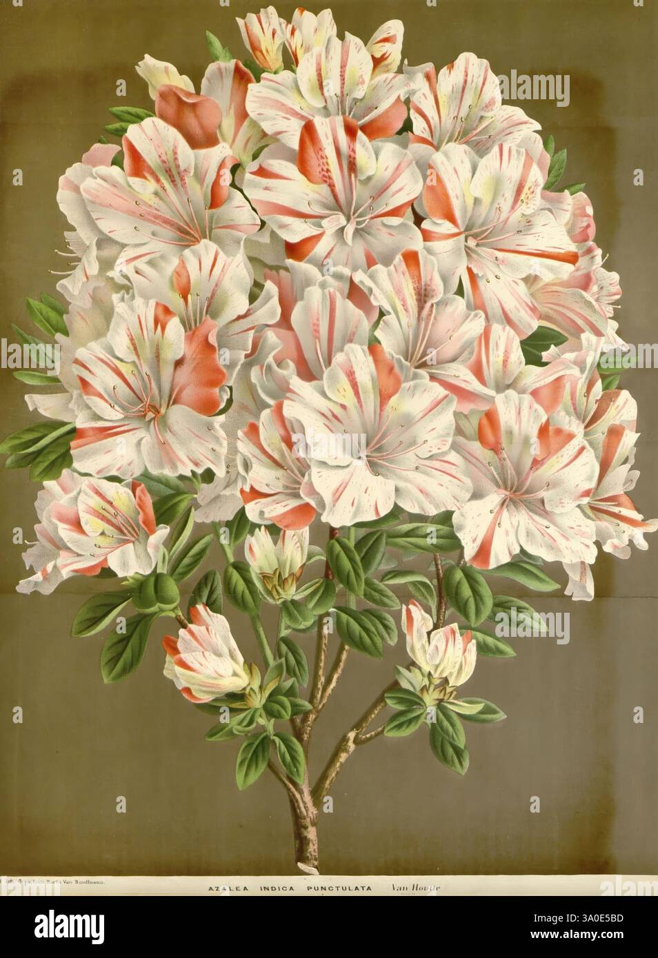 Flore des serres et des jardins de l'Europe, A Gand, chez Louis van Houtte, éditeur, 1845-1880, Eine üppige Darstellung einer blühenden Azalepflanze mit einer Fülle von großen, zarten Blüten in weiß- und zartrosa-Tönen, die von leuchtenden roten Flecken akzentuiert werden. Die Pflanze ist mit robusten grünen Blättern dargestellt, die die Blütenstände umrahmen, die symmetrisch angeordnet sind, um eine auffällige visuelle Wirkung zu erzielen. Der Hintergrund bietet einen subtilen, komplementären Ton, der die Schönheit der Azaleen verstärkt und sie zum Mittelpunkt der Komposition macht. Diese Abbildung zeigt die komplizierten Details Stockfoto