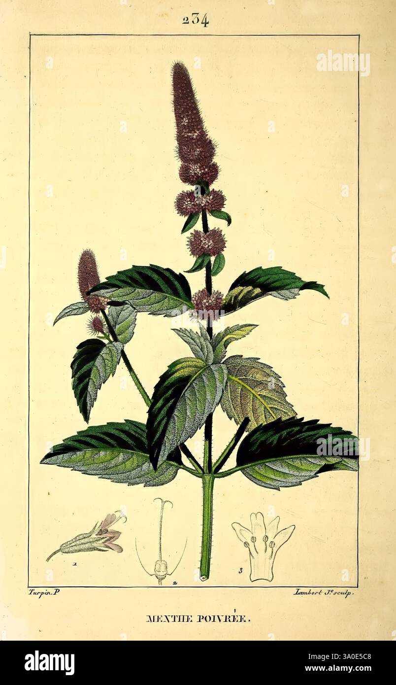 Flore médicale Paris Imprimerie de C.L.F. Panckoucke 1833-1835 Botany medizinische Kräuter Materia medica Gemüsebildwerke Pflanzen Blumen Stiele Blätter Mentha x piperita Pfefferminze Menthe poivrée, eine Illustration der Mentha piperita Pflanze, allgemein bekannt als Pfefferminze. Die Darstellung zeigt die charakteristischen breiten grünen Blätter der Pflanze und ihre hohen, stacheligen Blütenspitzen. Auf der linken Seite befinden sich detaillierte Skizzen der Blütenstruktur und der Blätter der Pflanze, die einen Einblick in ihre botanischen Merkmale geben. Die lebendigen Details betonen die Textur der Blätter und die einzigartigen Eigenschaften von Stockfoto